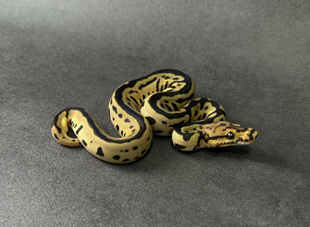 Batman 66_het albino