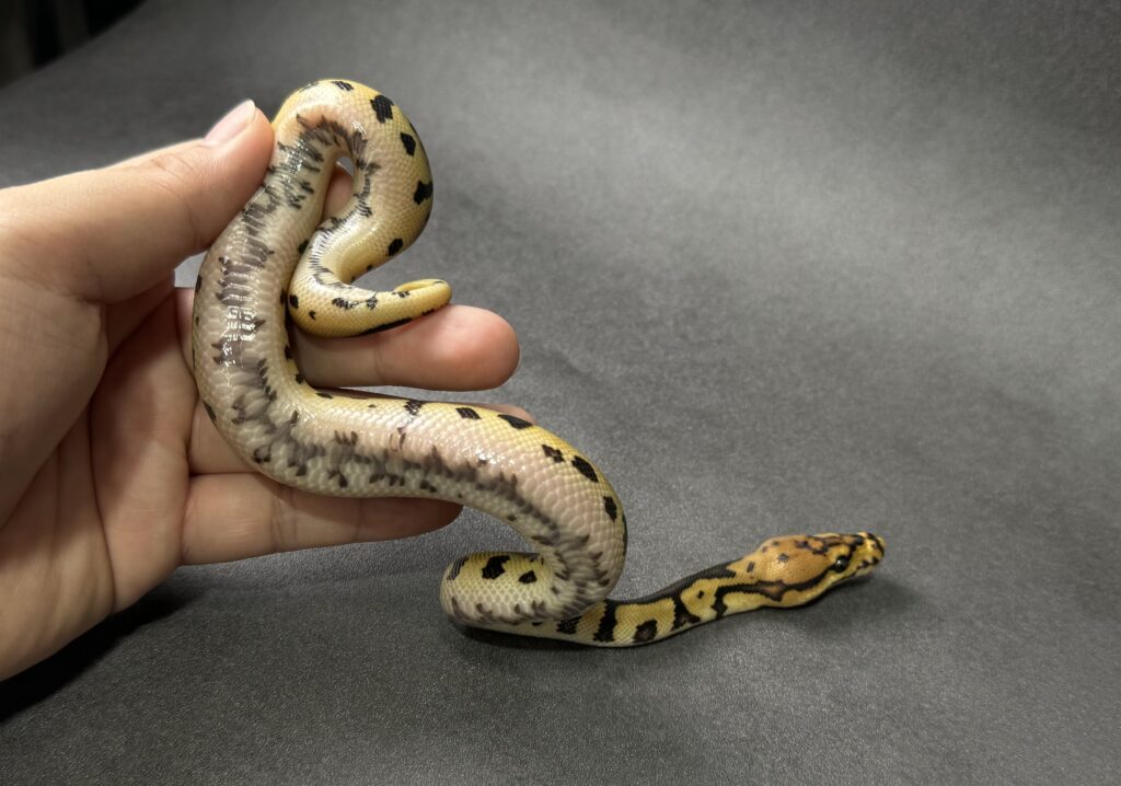 Batman 66_het albino