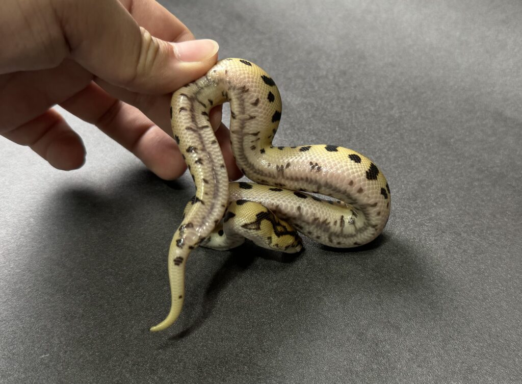 Batman 66_het albino