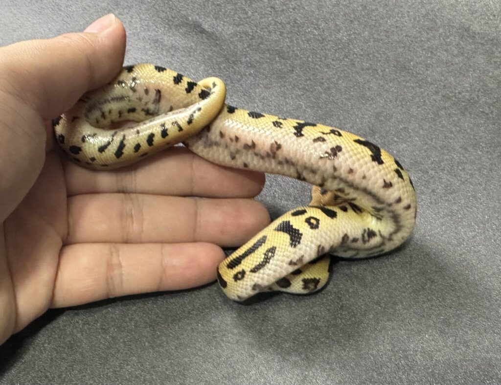 Batman 66_het albino