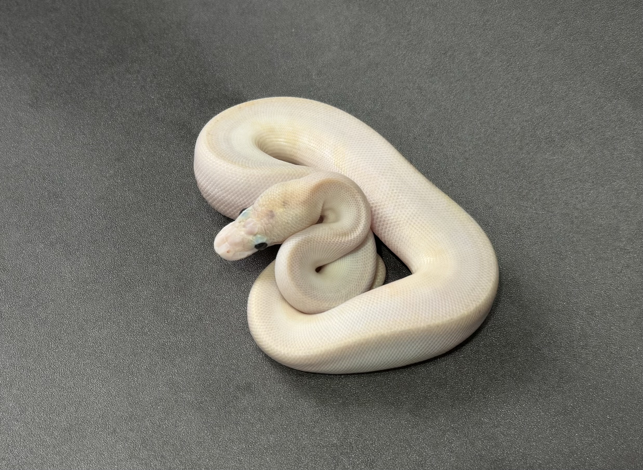 confusion fire ivory 50_dhet clown pied