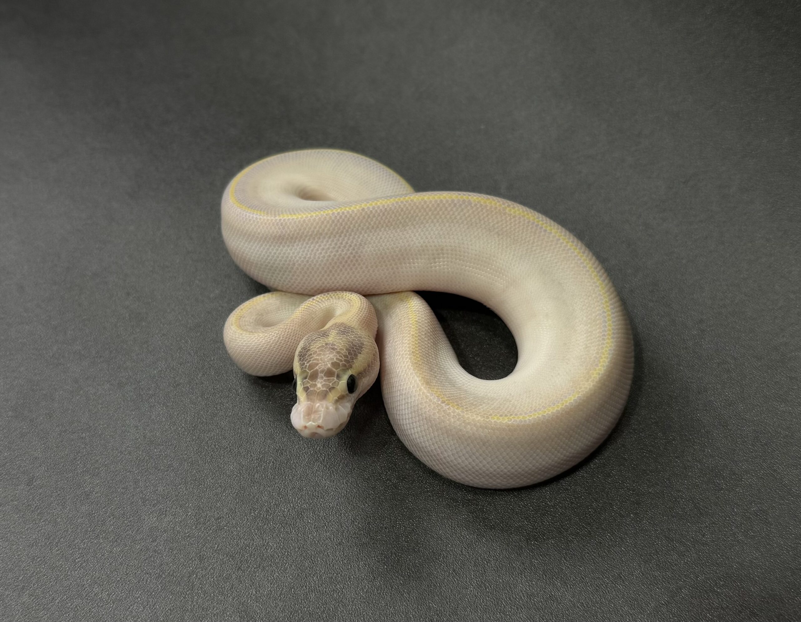 ivory poss fire 50_dhet clown pied