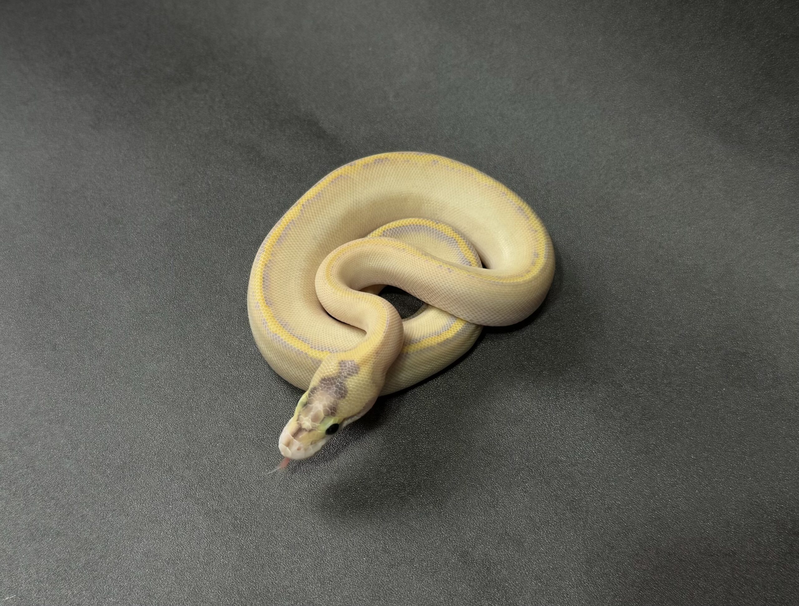 ivory enchi poss confusion 50_dhet clown pied