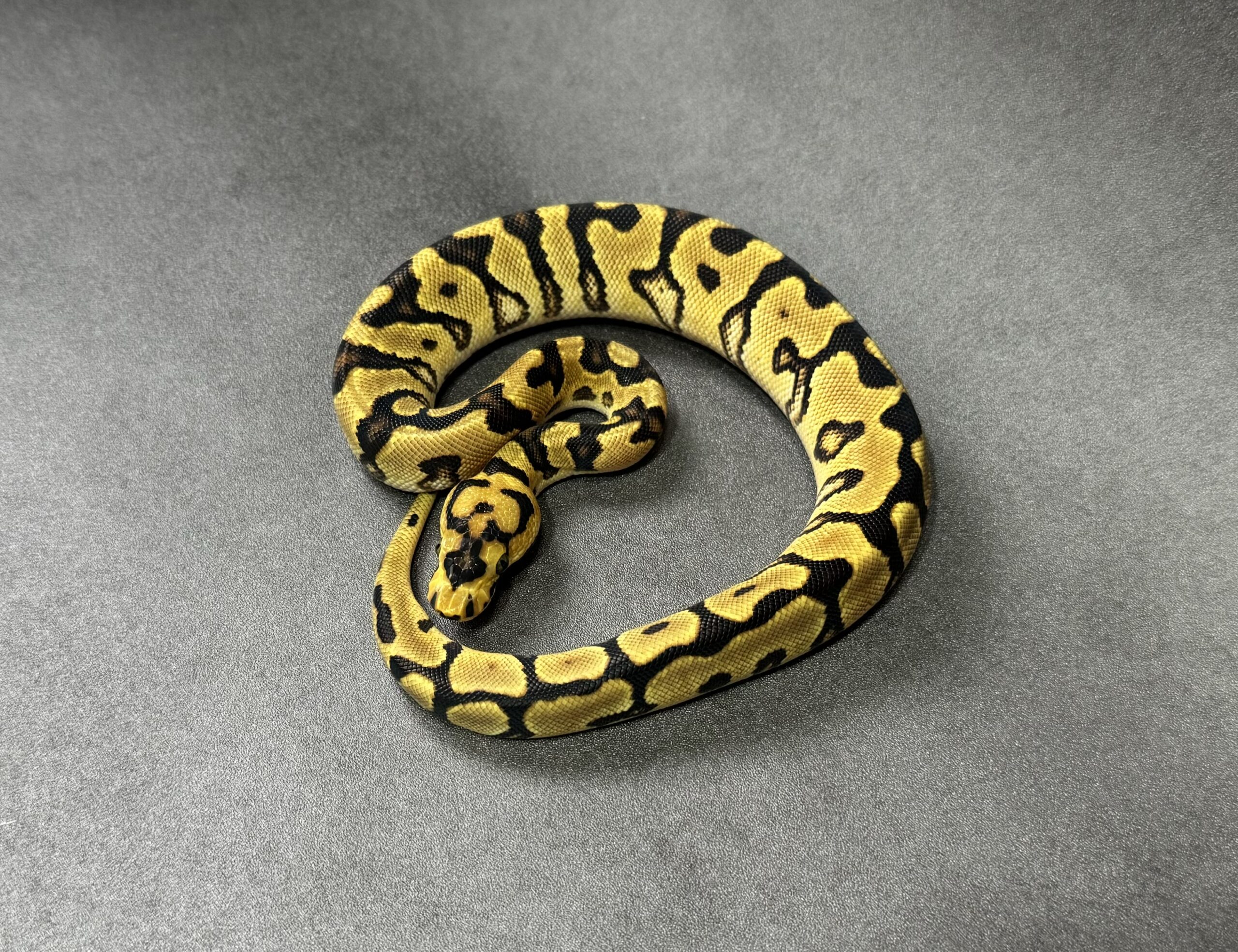 enchi spotnose YB clown poss fire