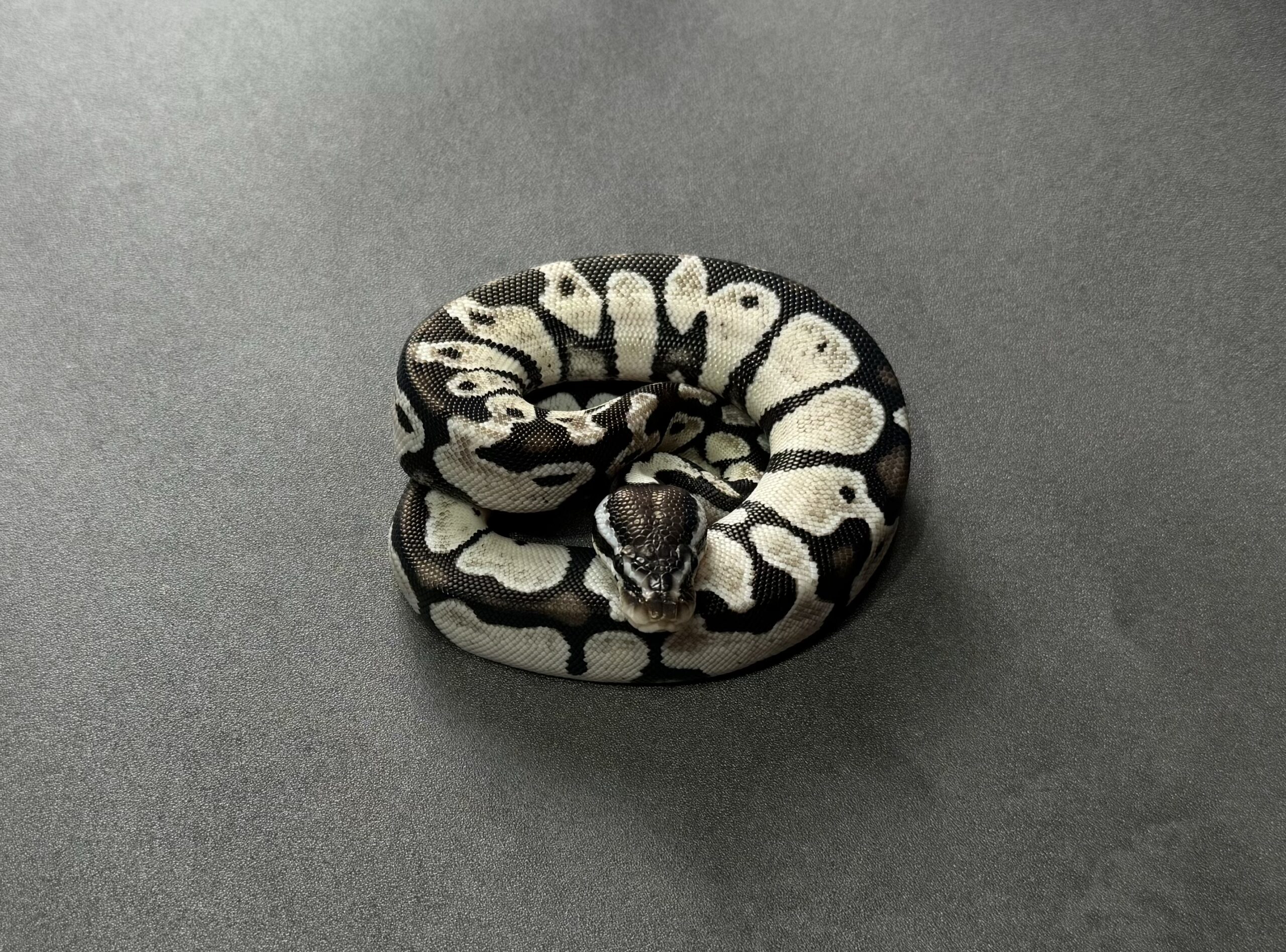 pastel TSK axan （bold pattern）