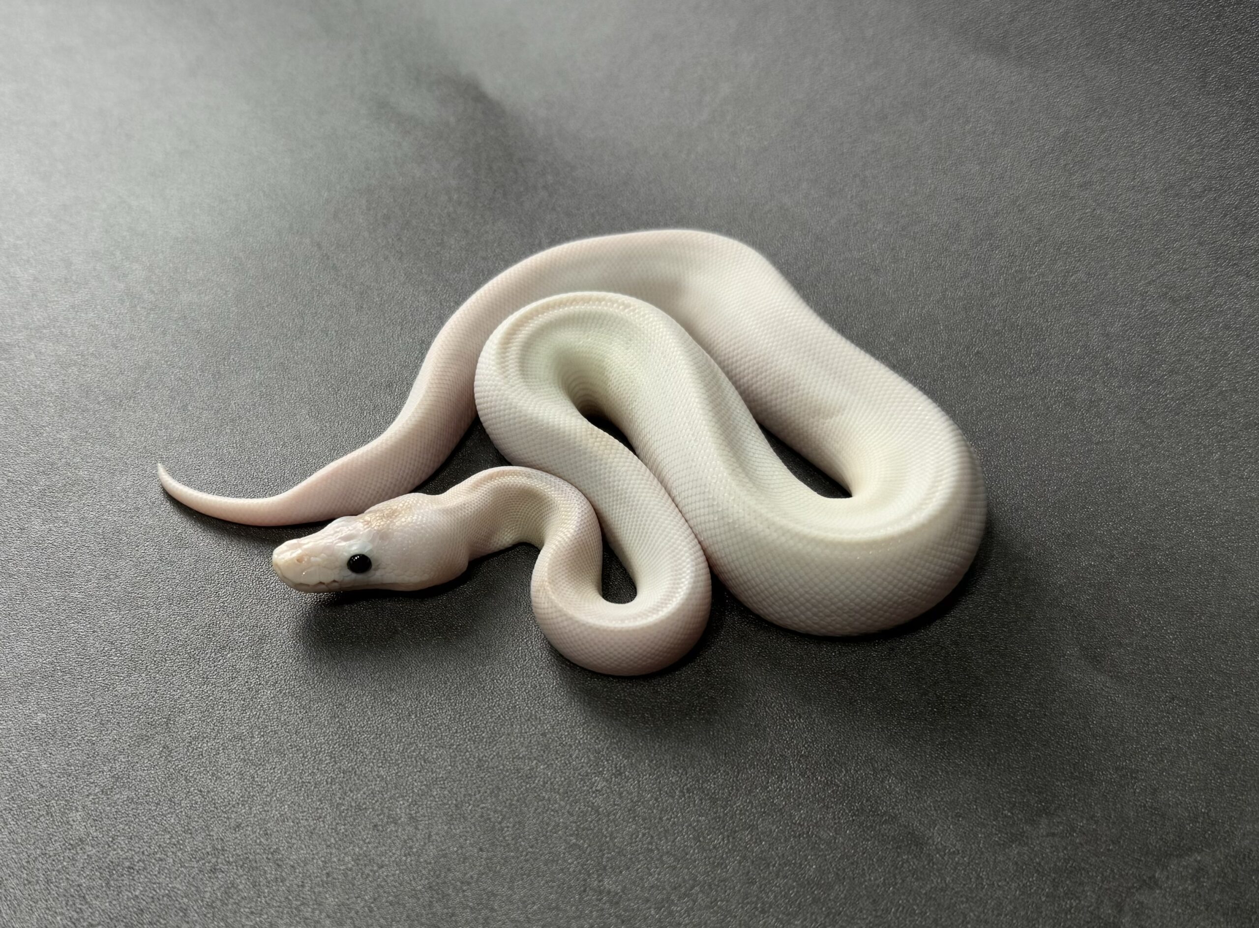 white wedding（spider poss pastel pied） TSK axan-het TSK axan