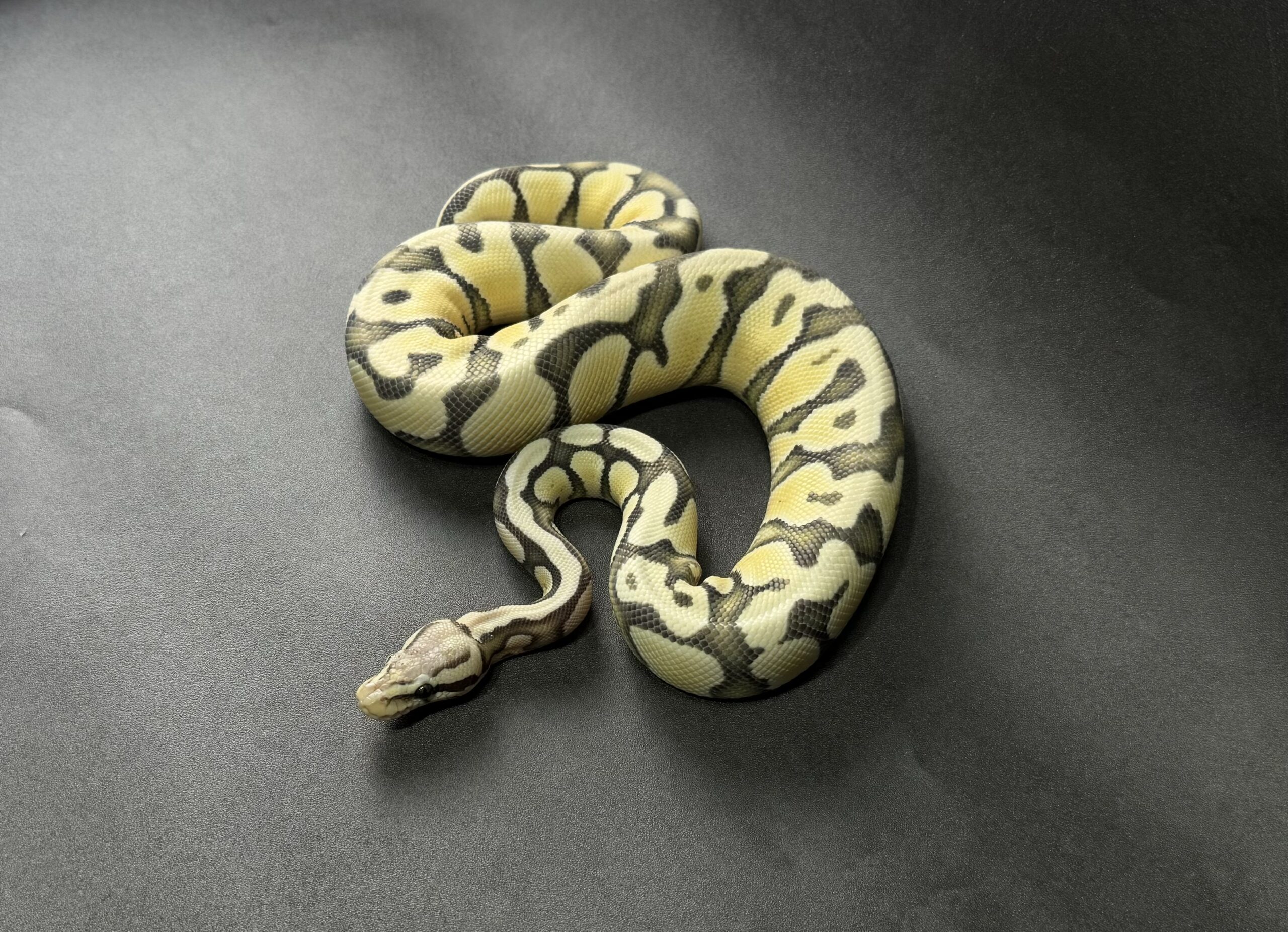 pastel enchi hypo DG