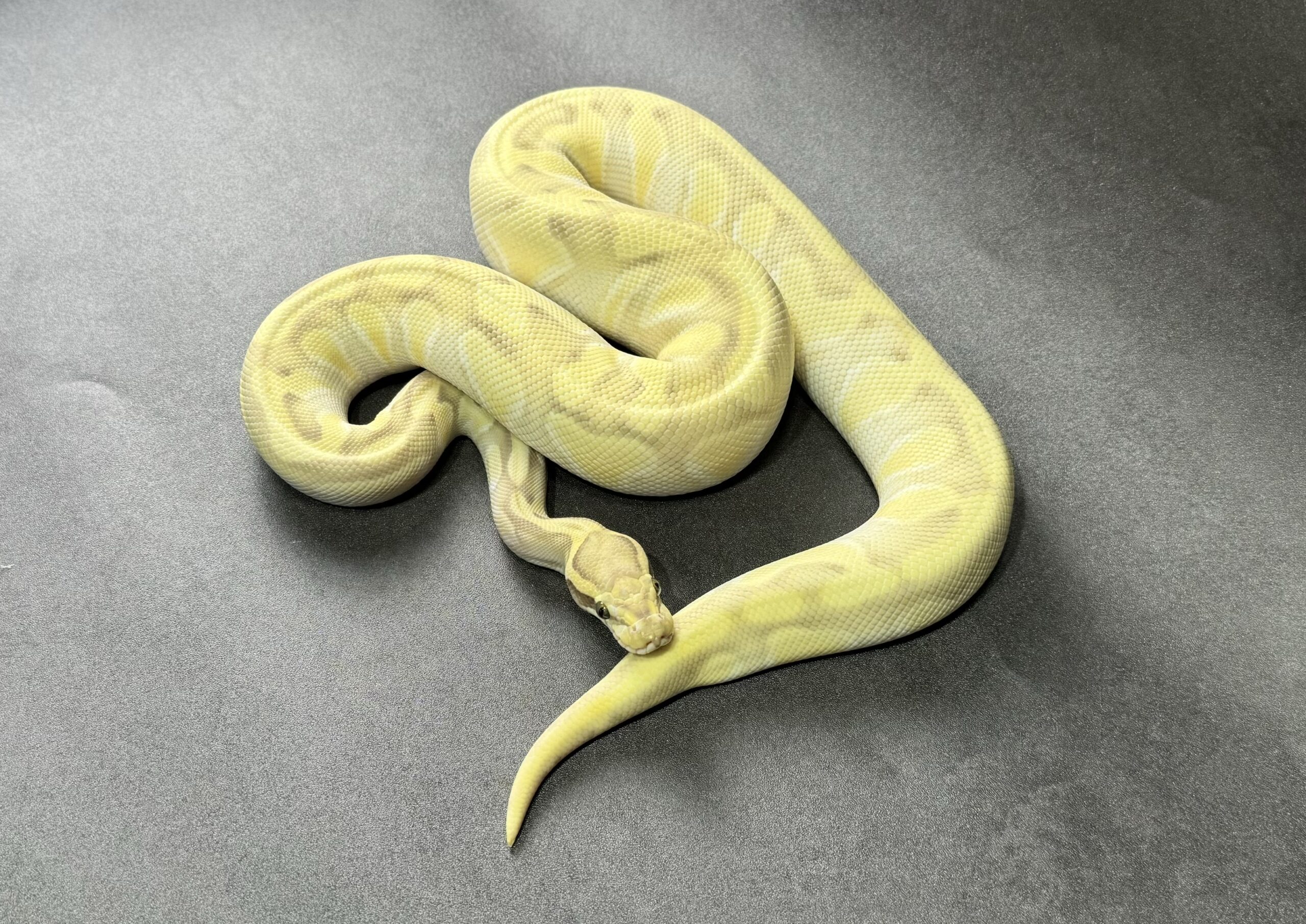 butter enchi hypo DG