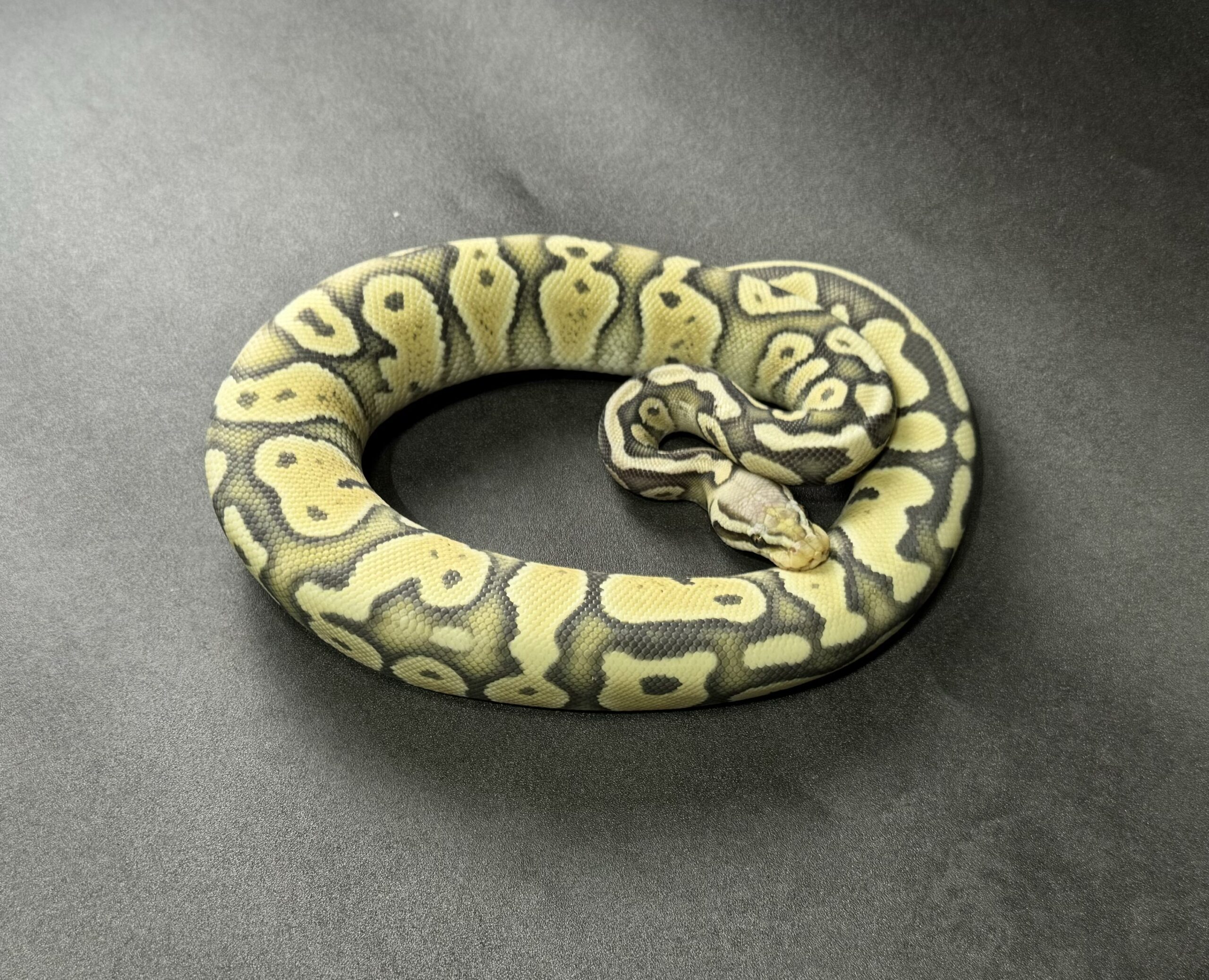 pastel hypo DG