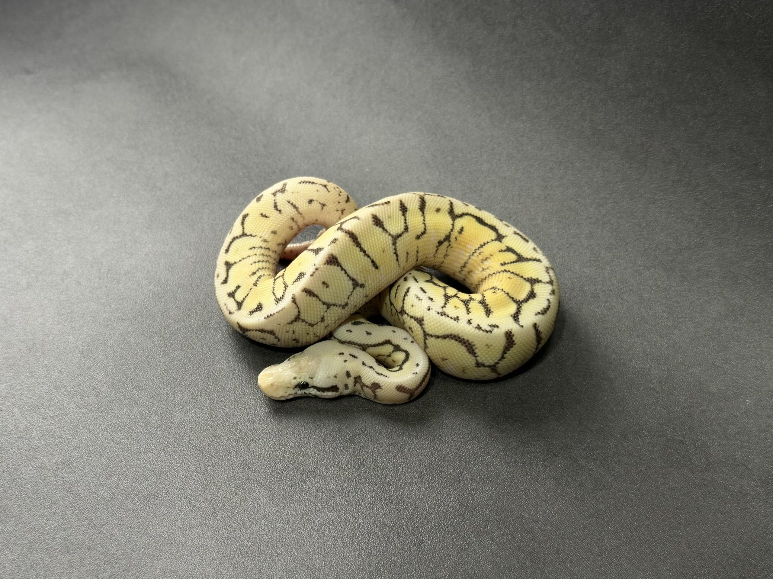 fire killer bee het monsoon poss mojo