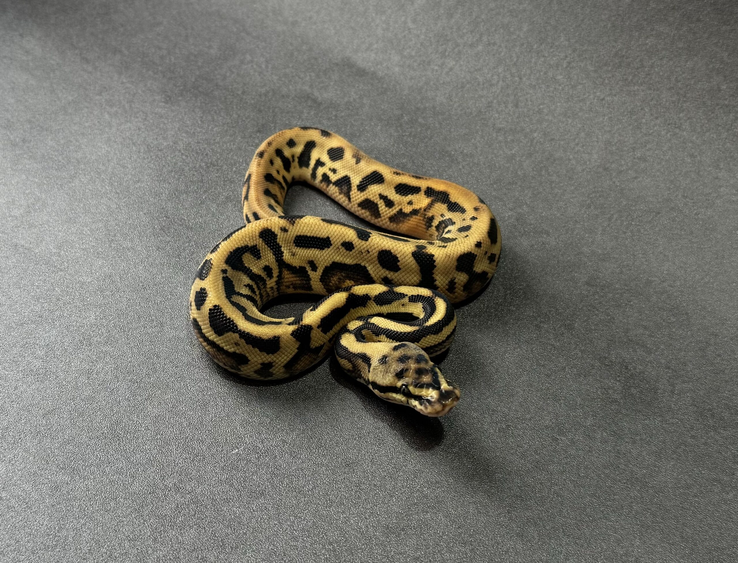 leopard spotnose fire yb-asphalt dhet sunset clown