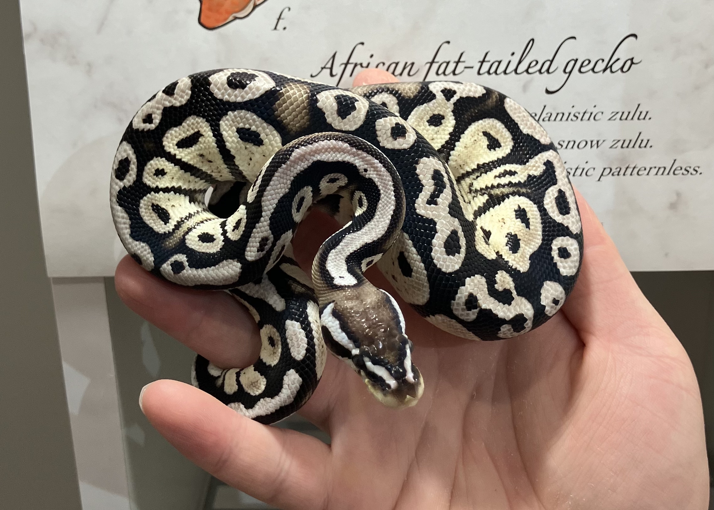 pastel cypress VPI axan