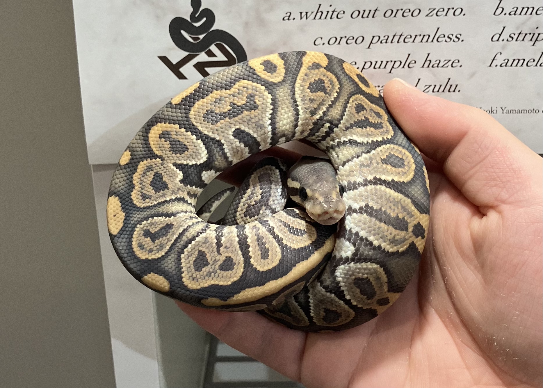 blk pastel hypo