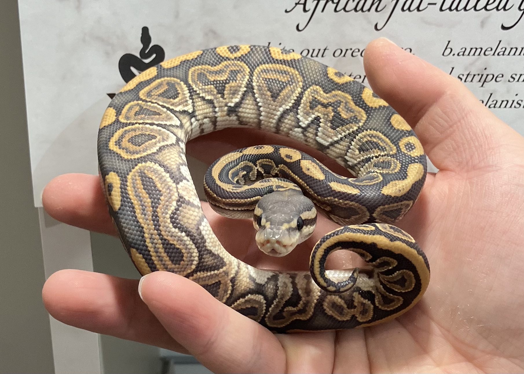 blk pastel hypo