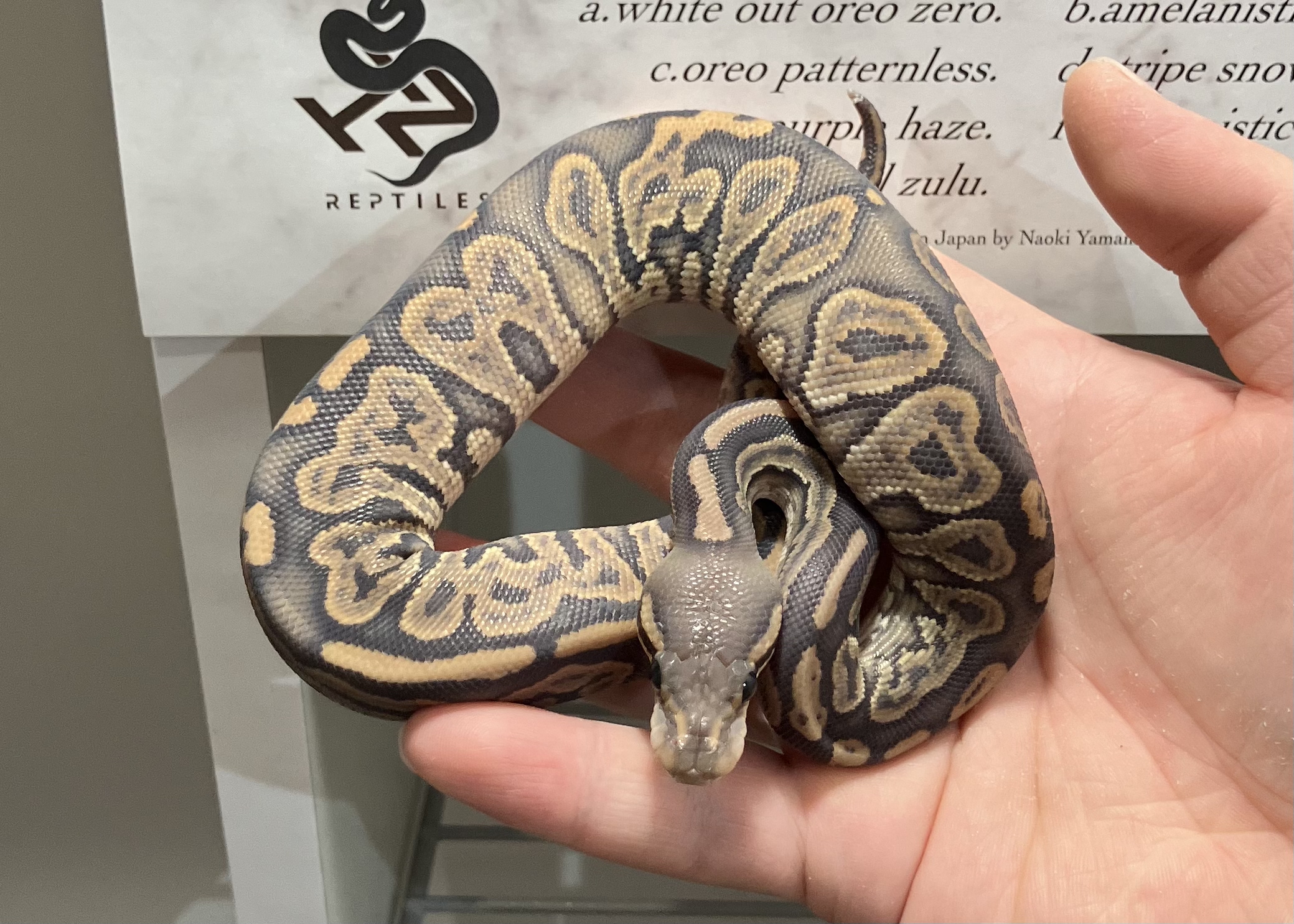 blk pastel vanilla hypo