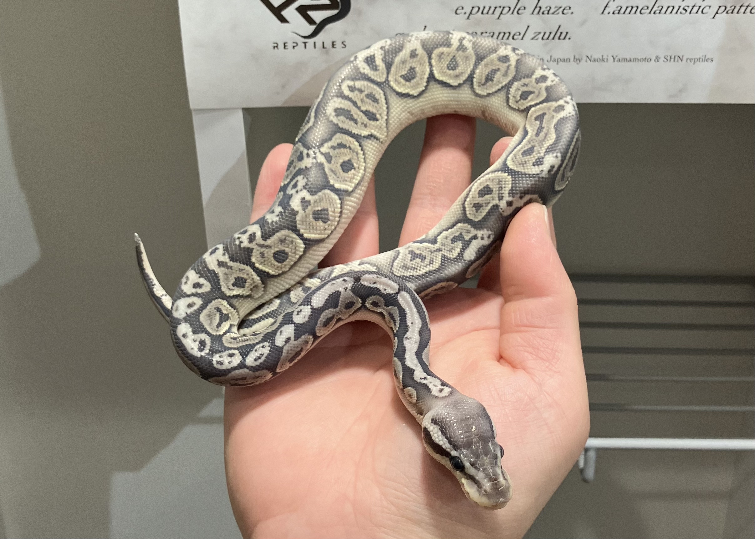 blk pewter hypo