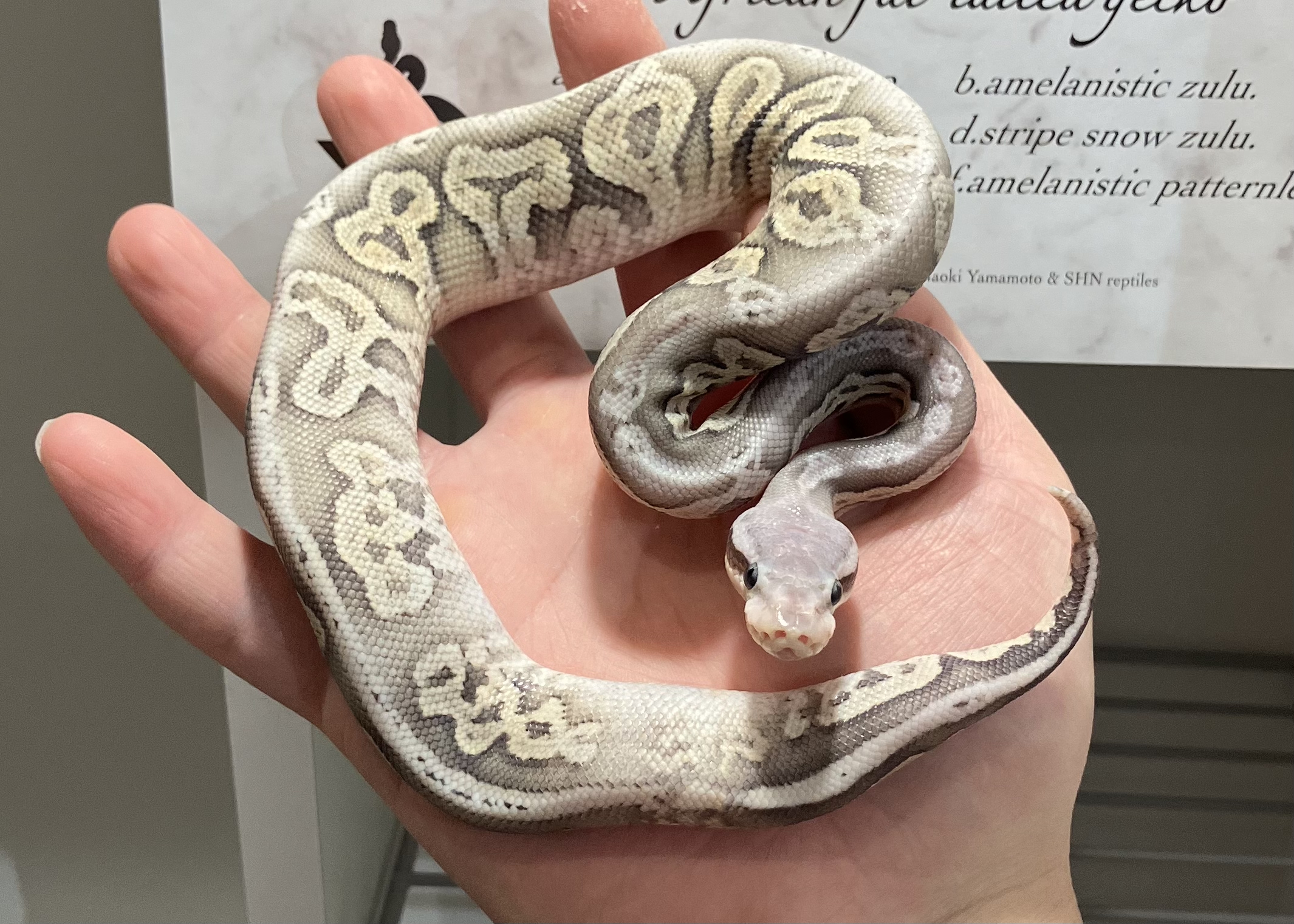 blk pewter vanilla hypo