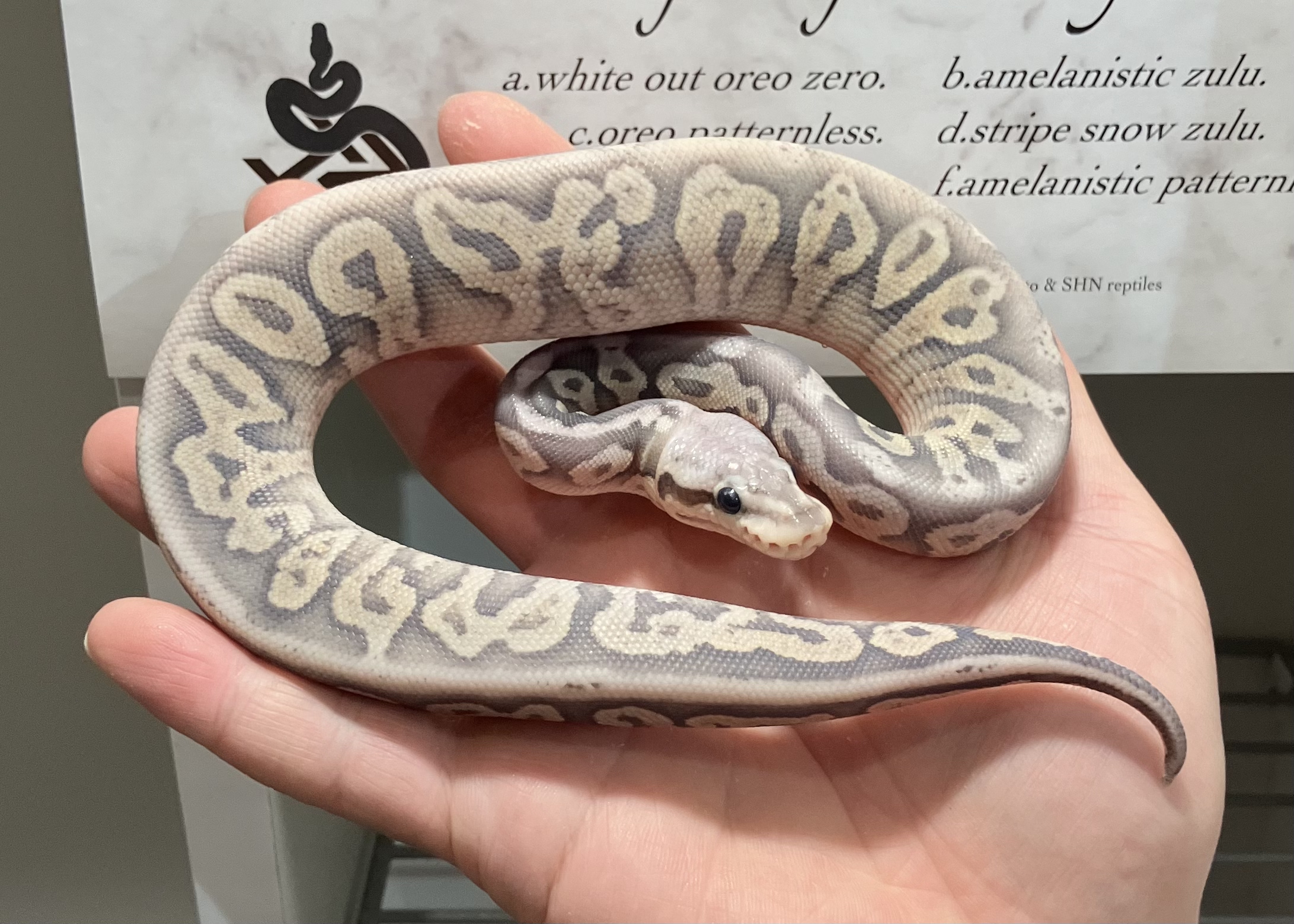 blk pewter vanilla hypo