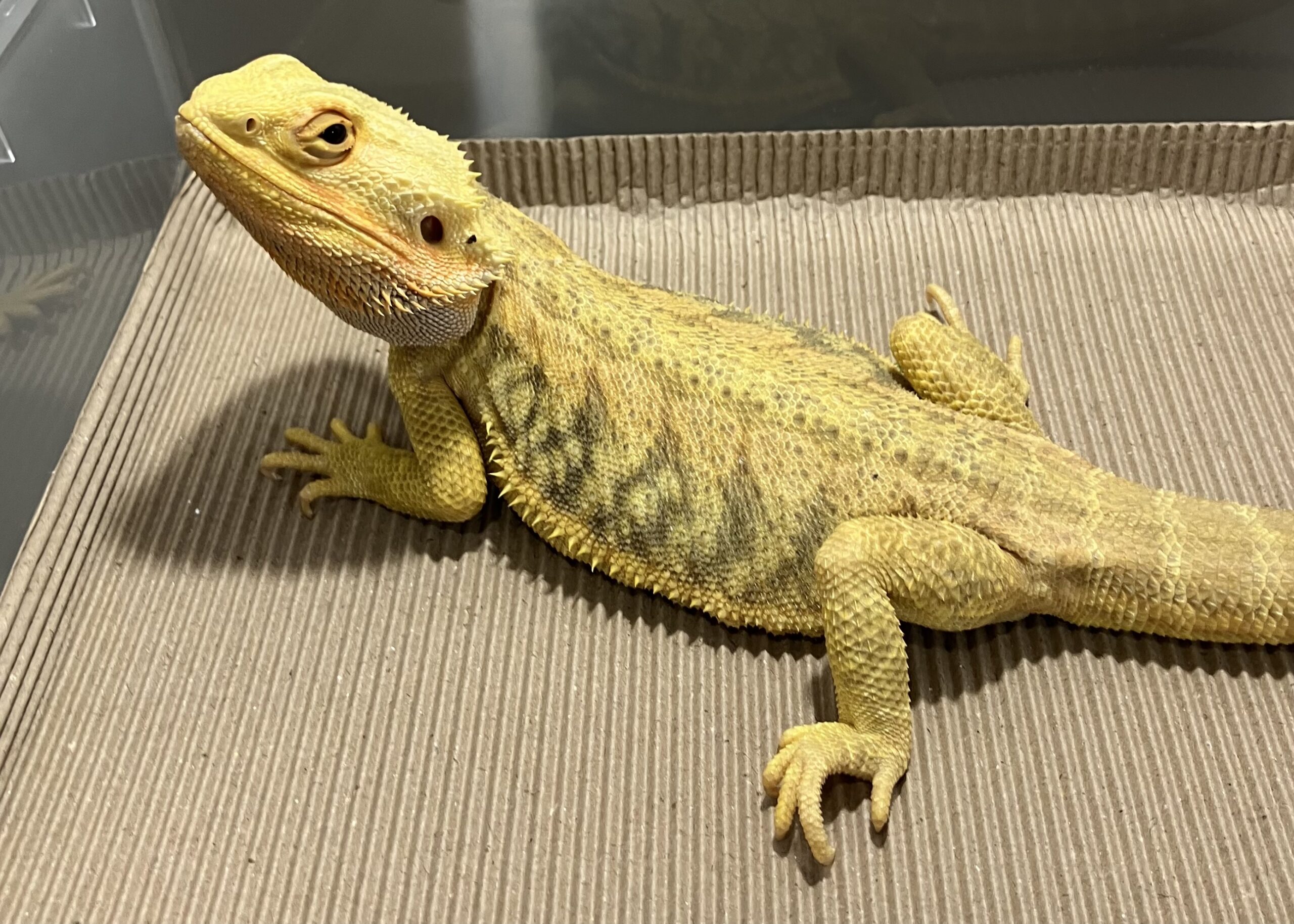 シトラスレモン