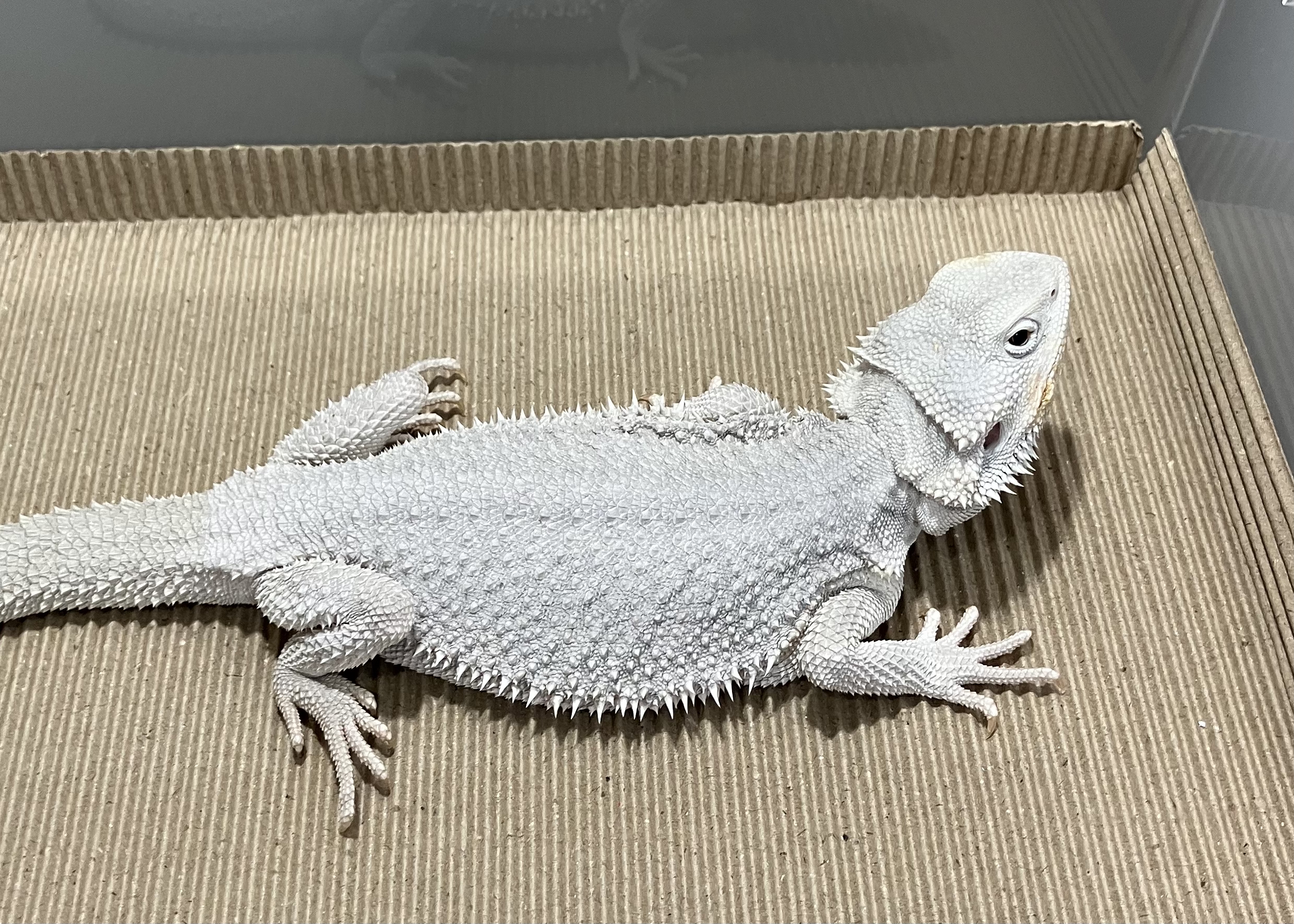 ハイポゼロ