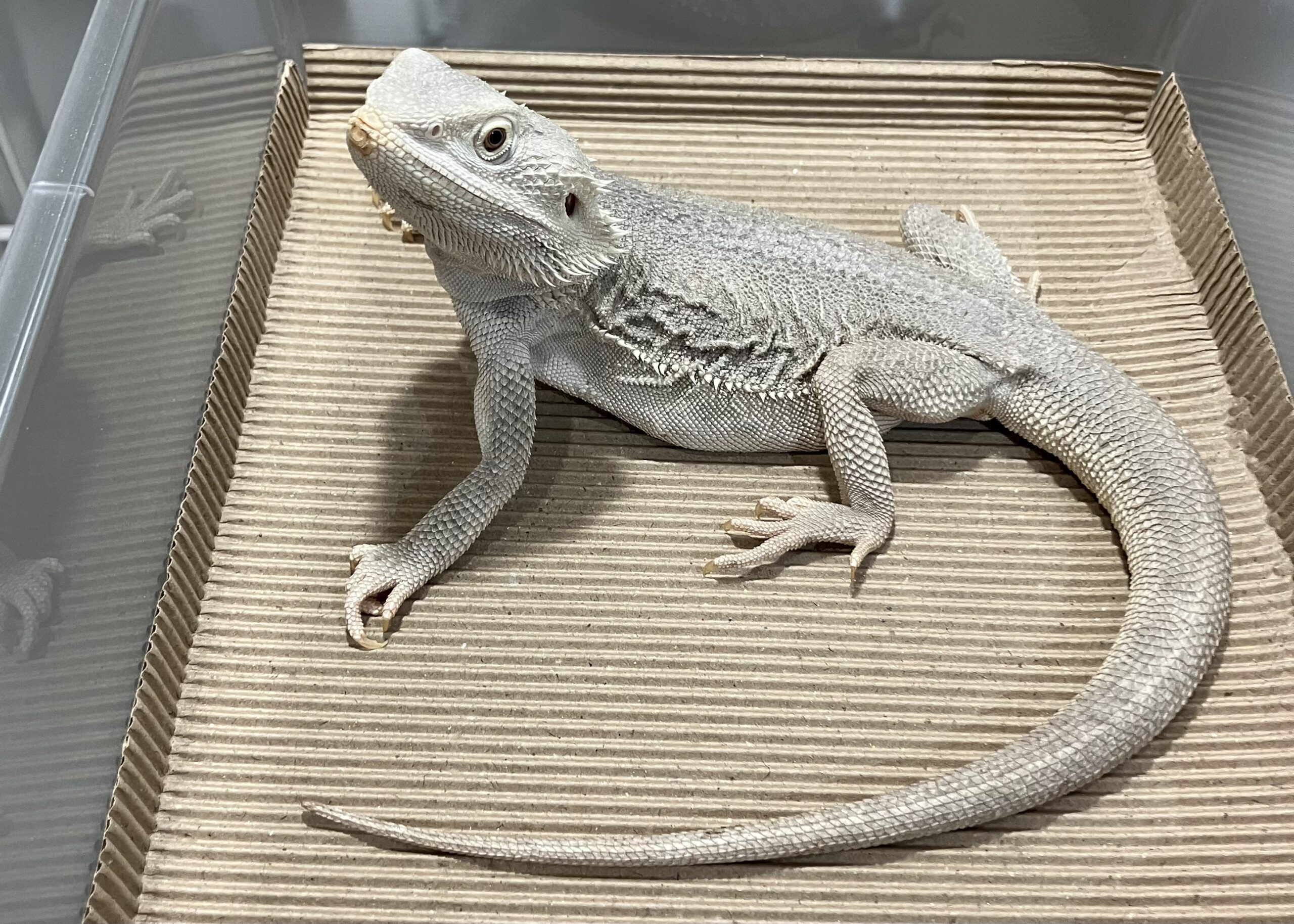 ハイポゼロ