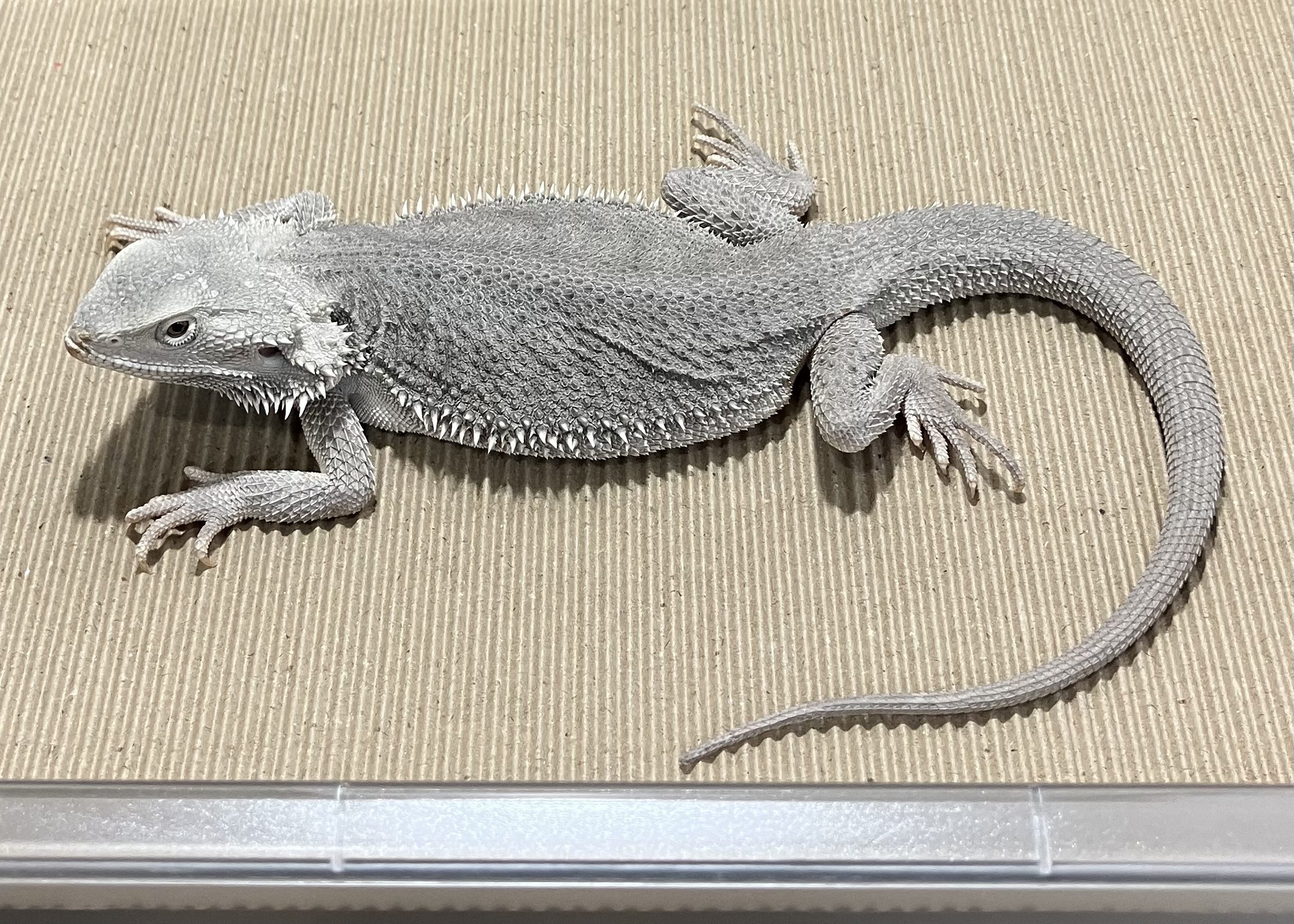 ハイポゼロ