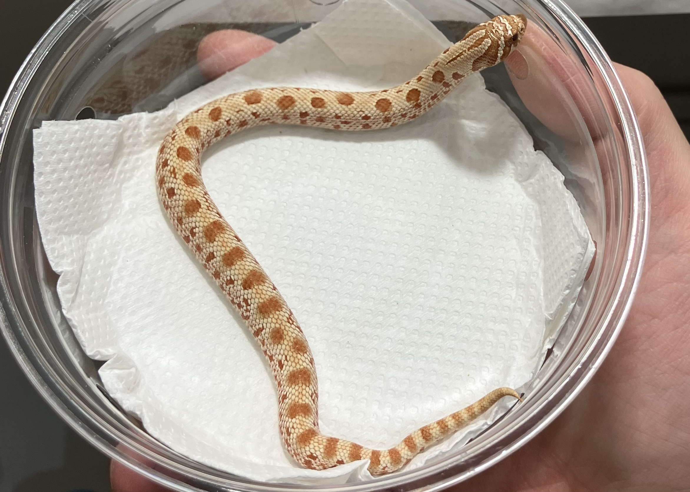 タフィーベリーアナコンダhetトキシック