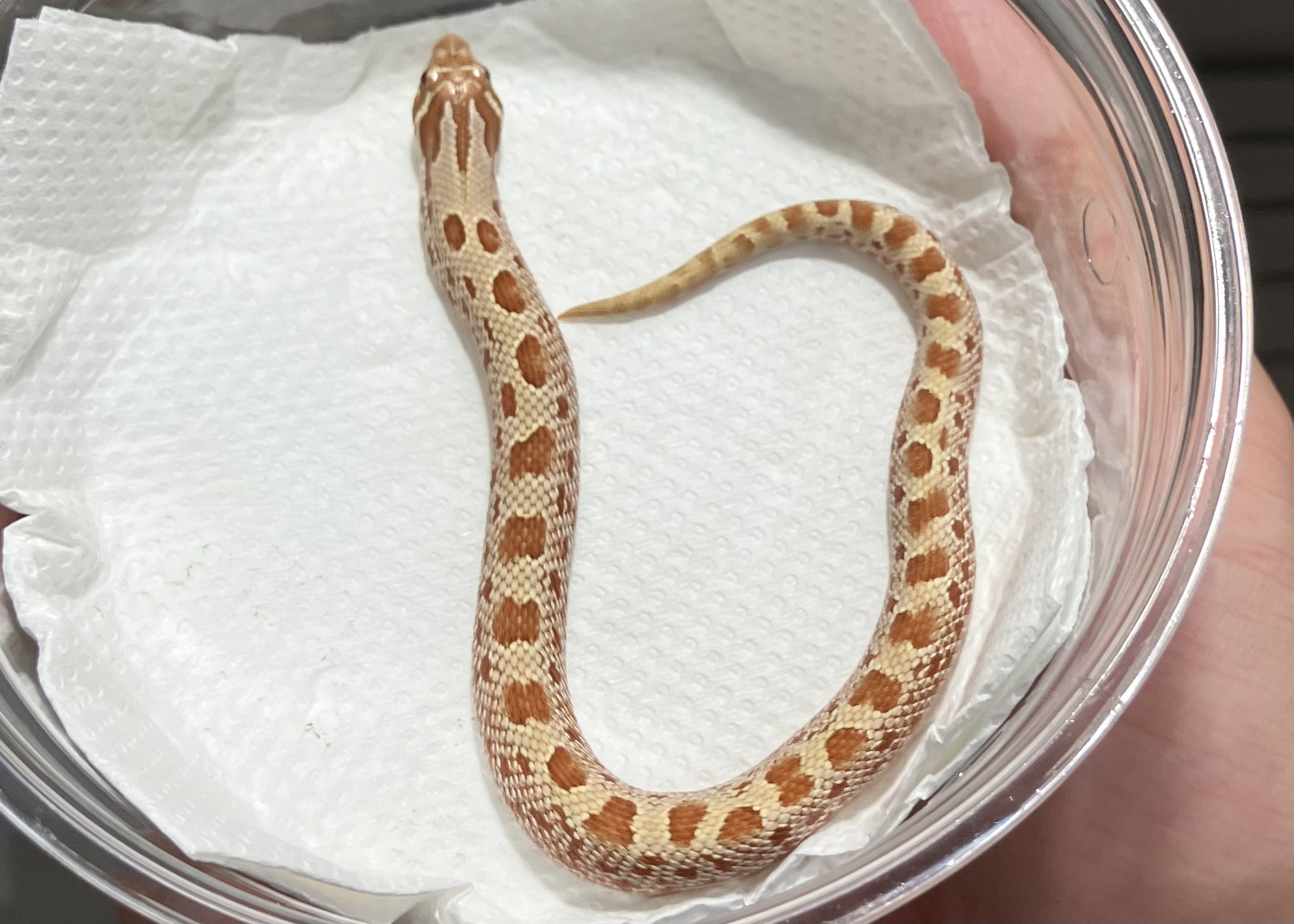 タフィーベリーアナコンダhetトキシック