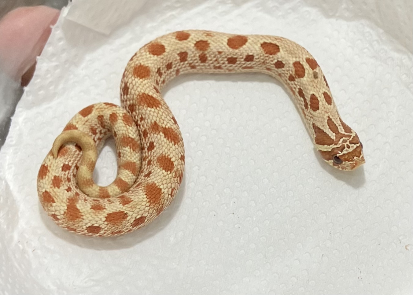 タフィーベリーアナコンダhetトキシック