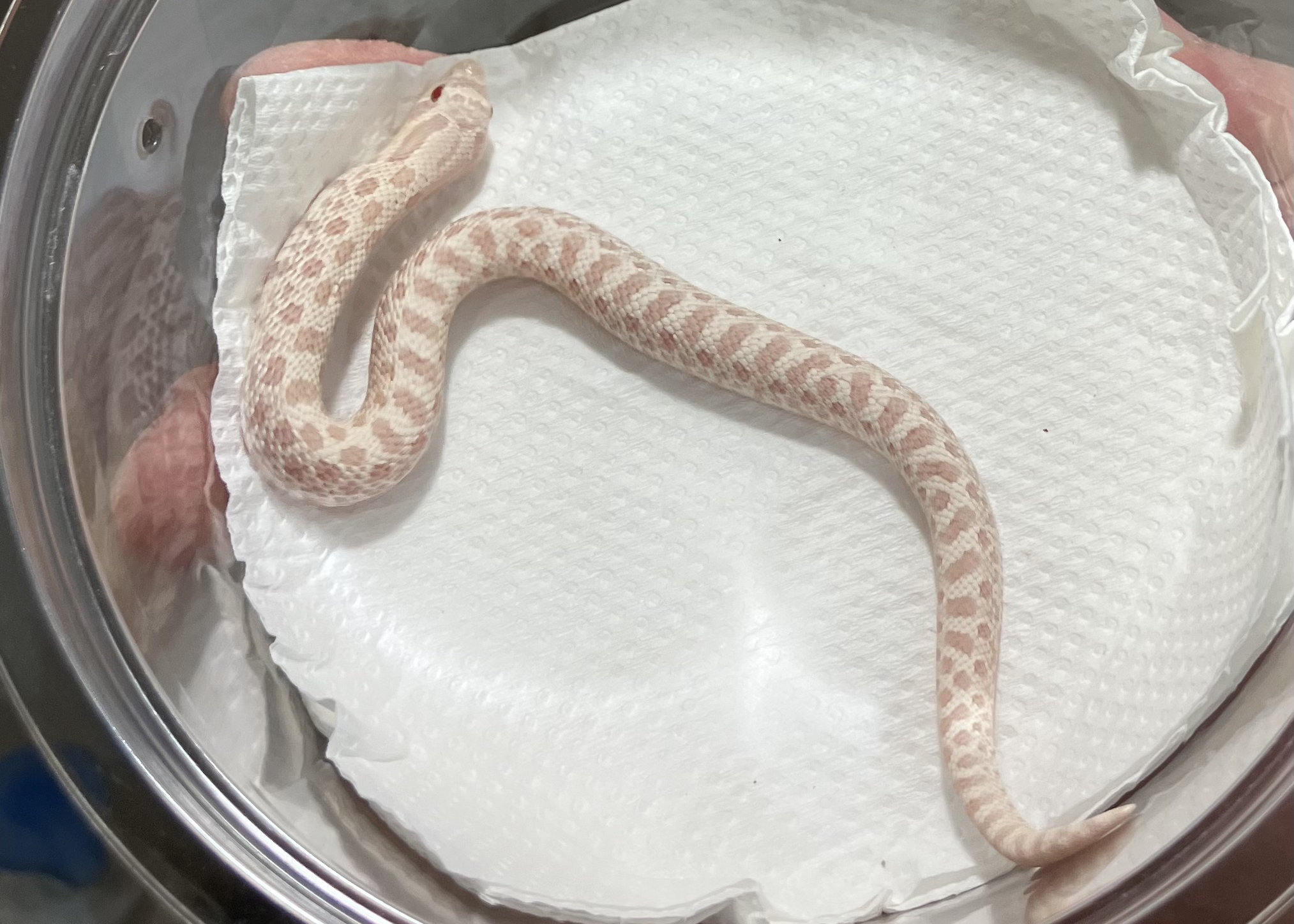 スノー