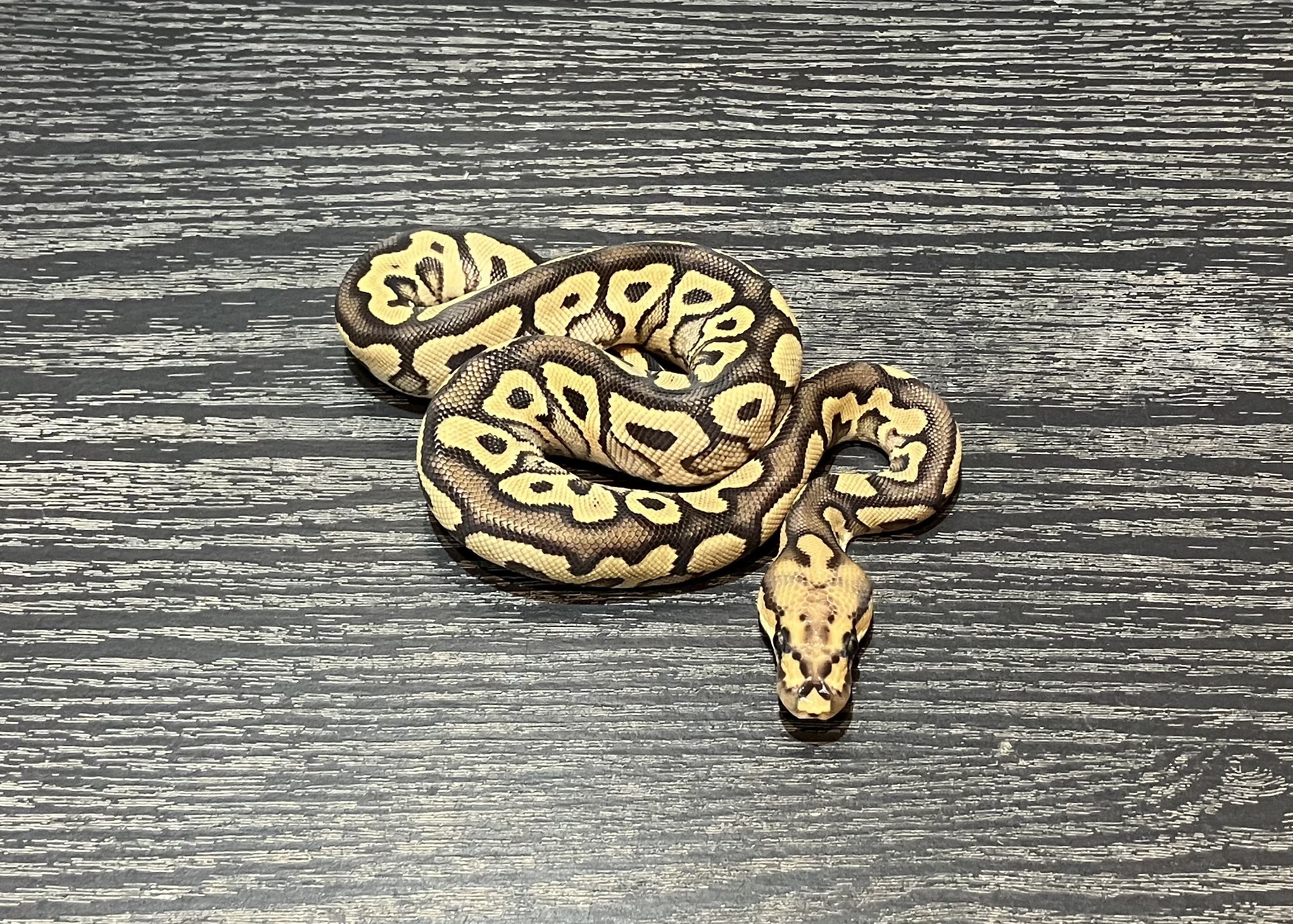 モハベスポットノーズクラウン