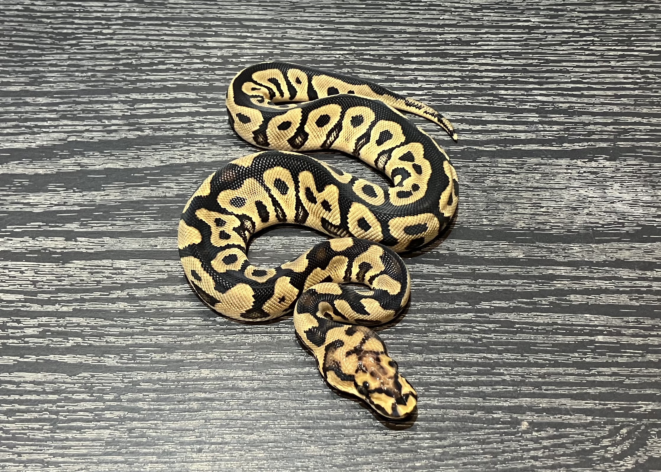 スポットノーズクラウン