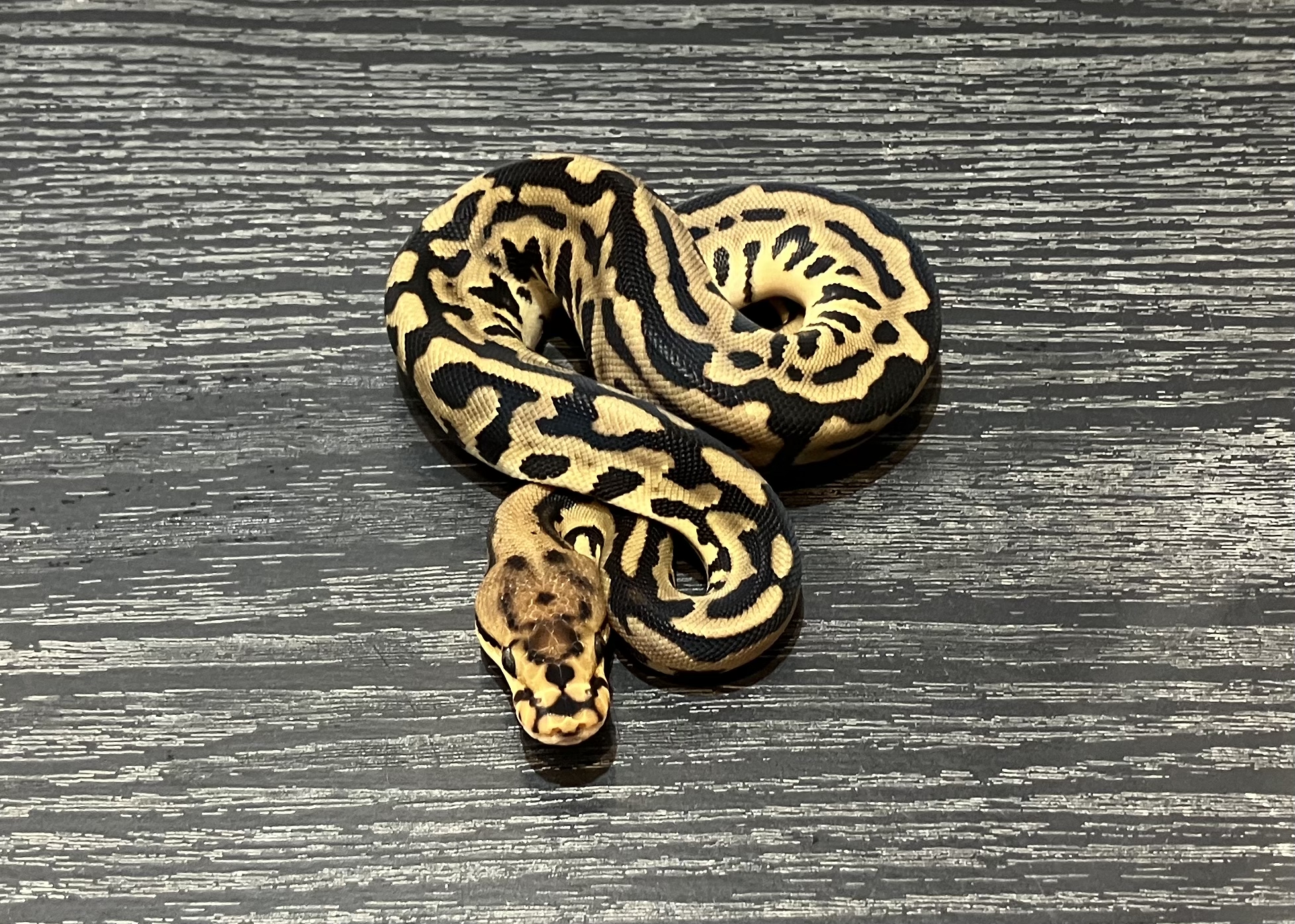Leopard Spotnose Crypton