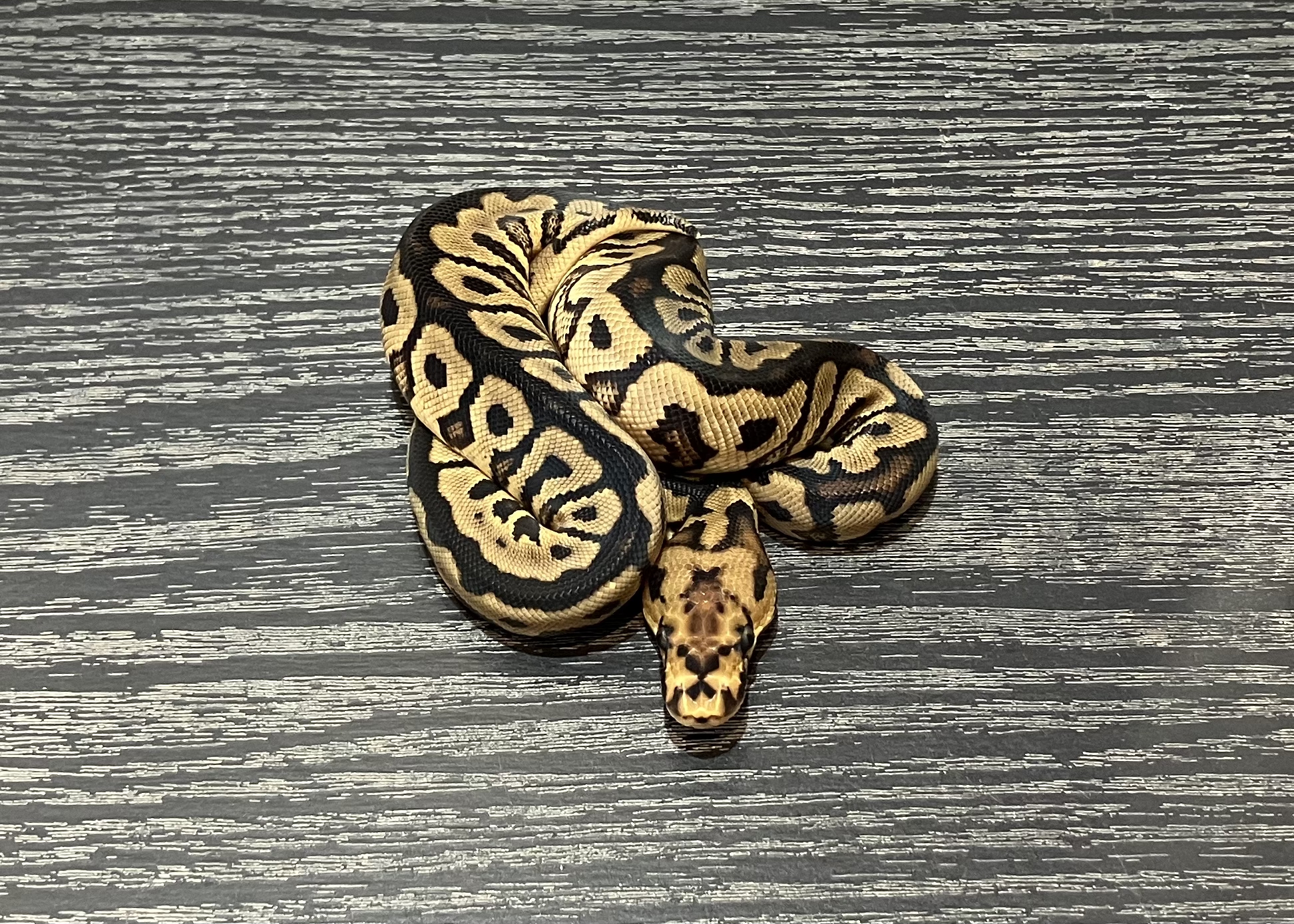 Spotnose Clown