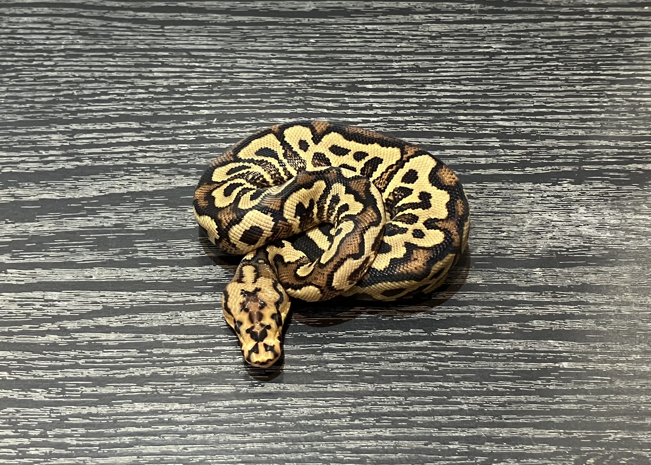 Spotnose Clown poss Redstrip-YB complex