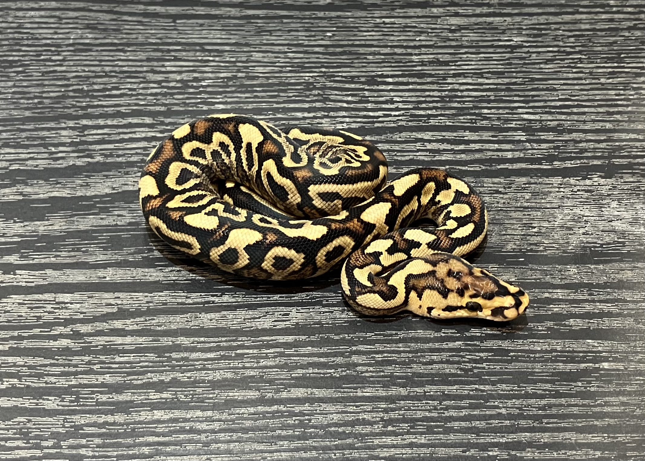 Spotnose Crypton poss Redstrip-YB complex