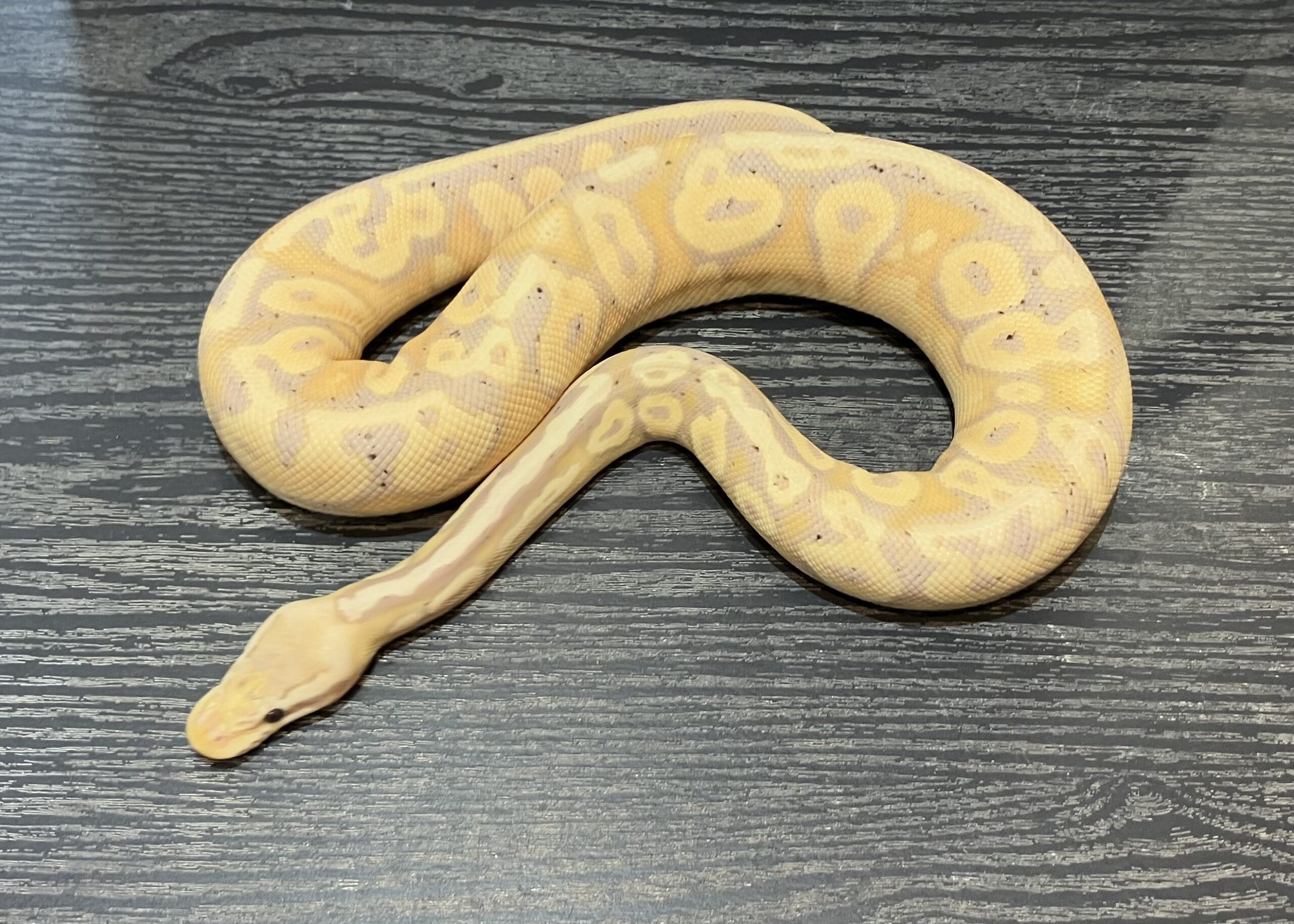 パステルバナナマホガニー66hetパズル