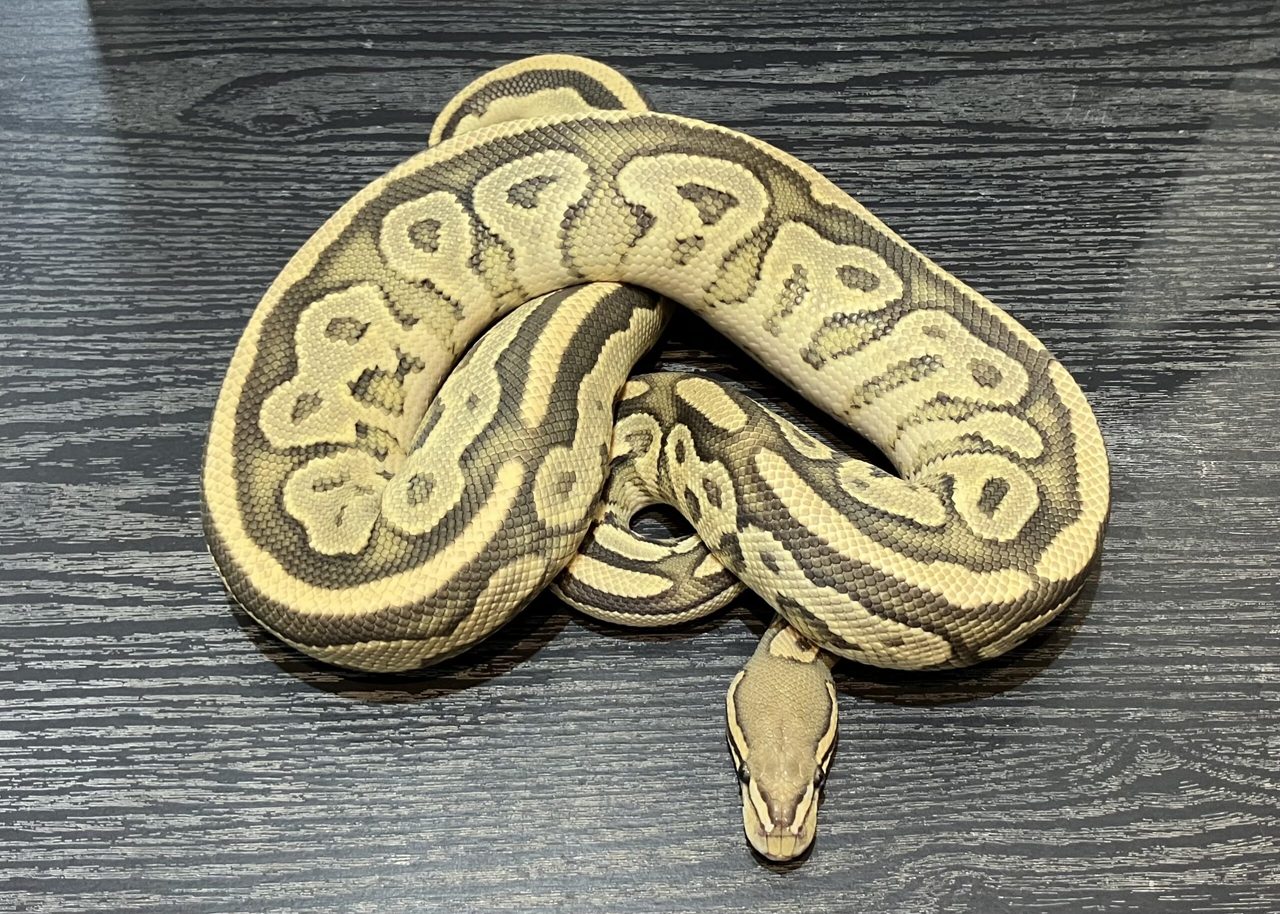 OGボンゴhetパイ