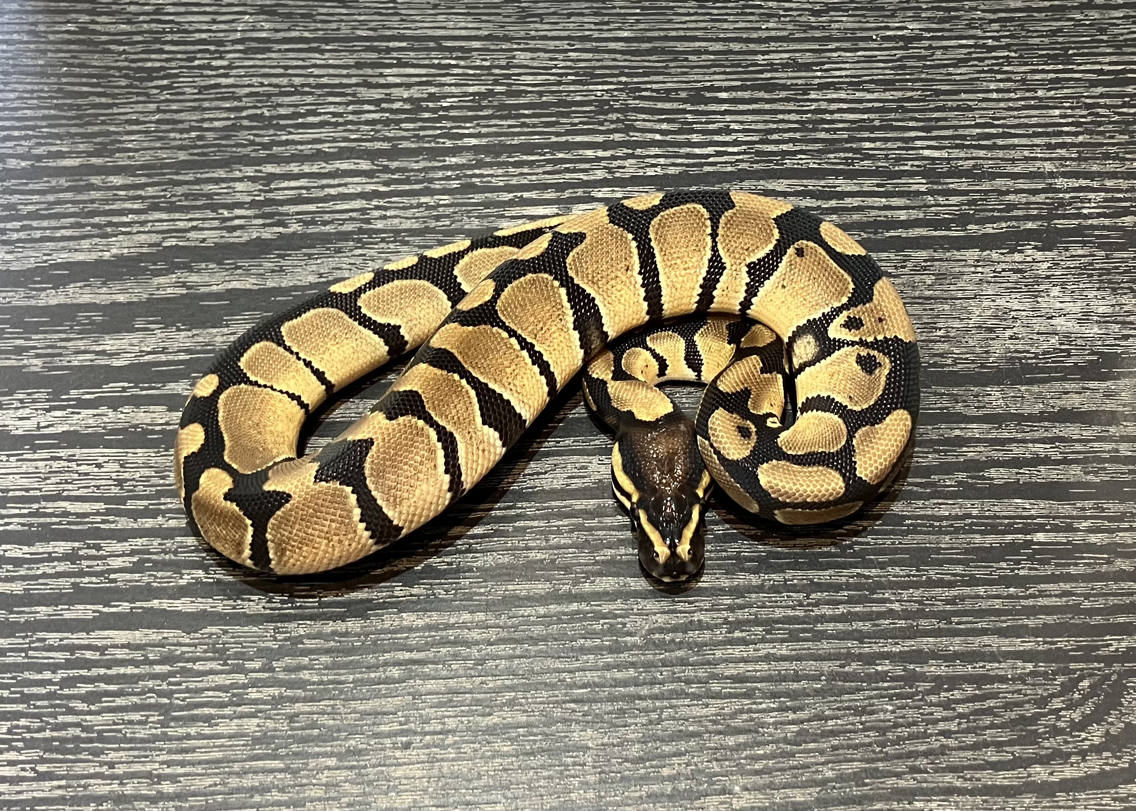 ノーマルTH VPIアザンDGクラウン
