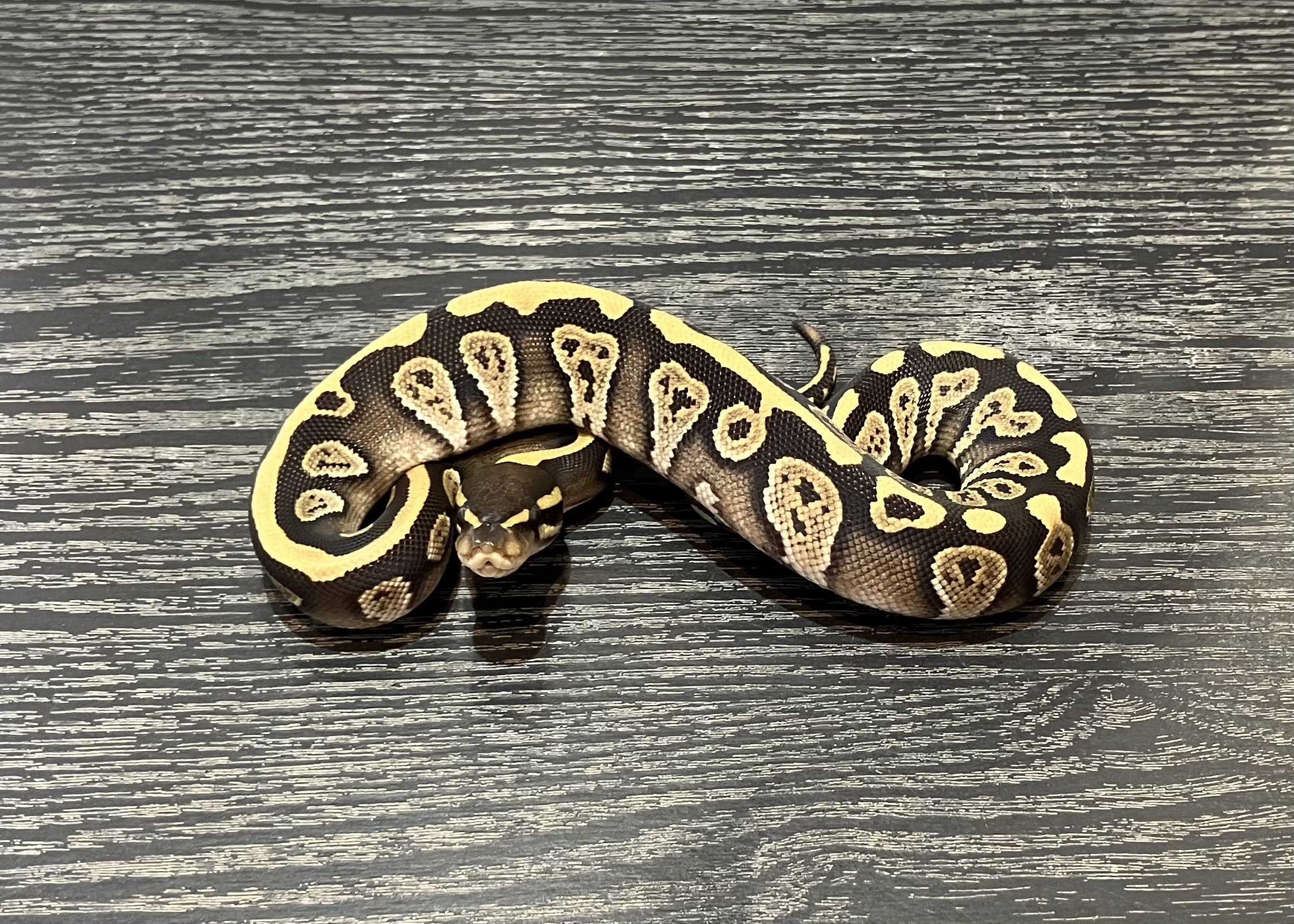 Mojave DH hypo tri−strip