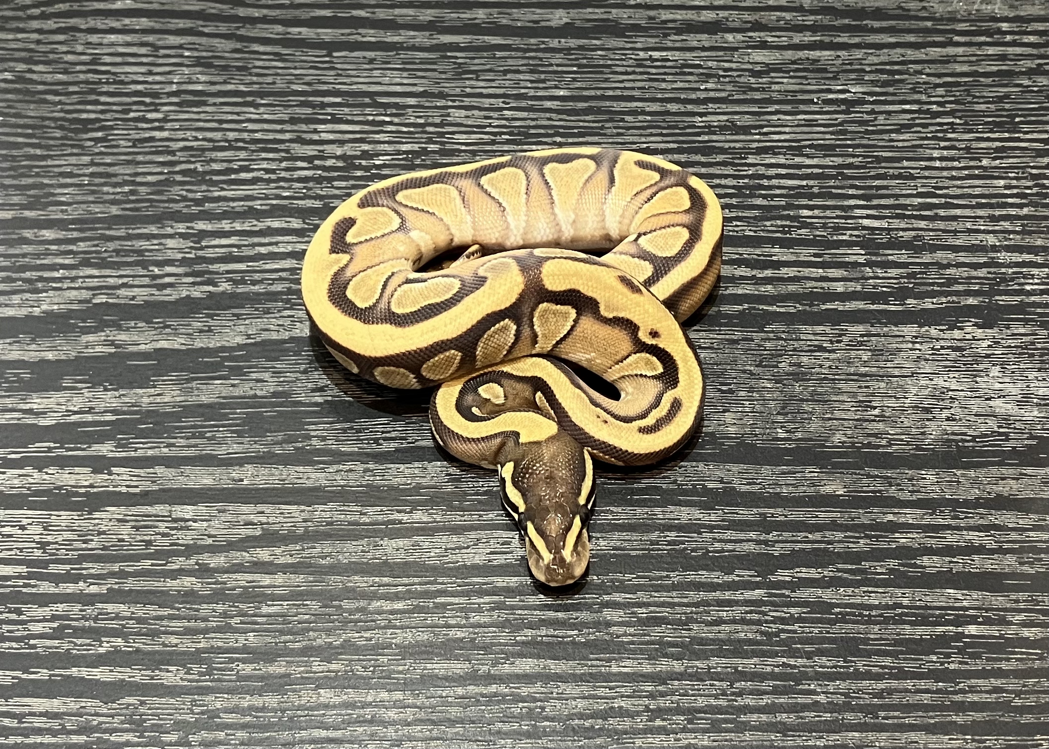 Mojave enchi DH hypo tri−strip