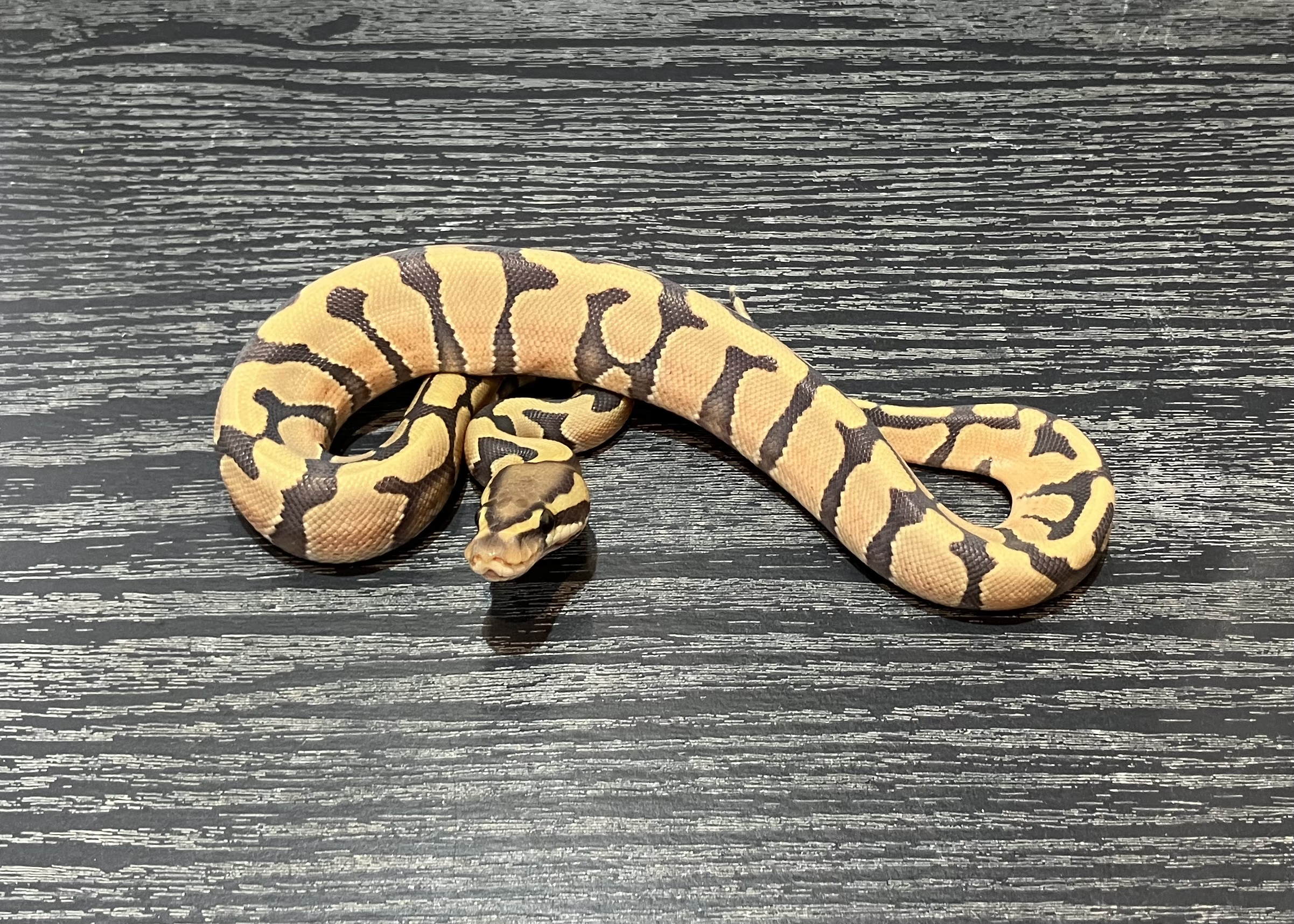 Enchi hypo het tri−strip