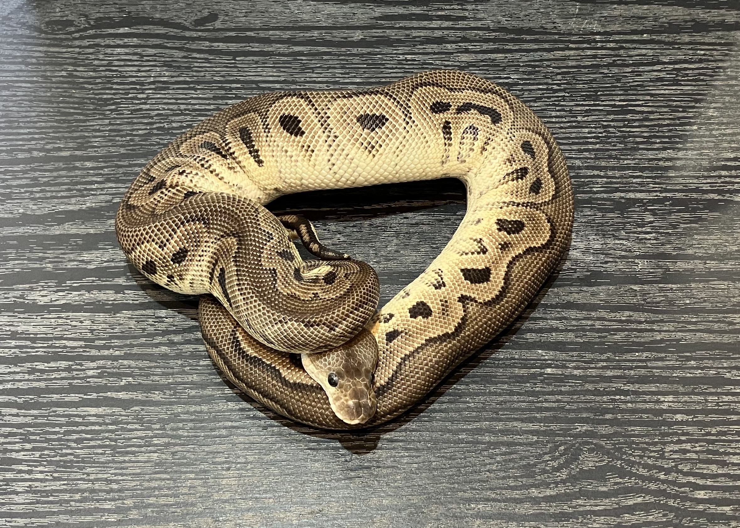 シナモンクラウンhet VPIアザン