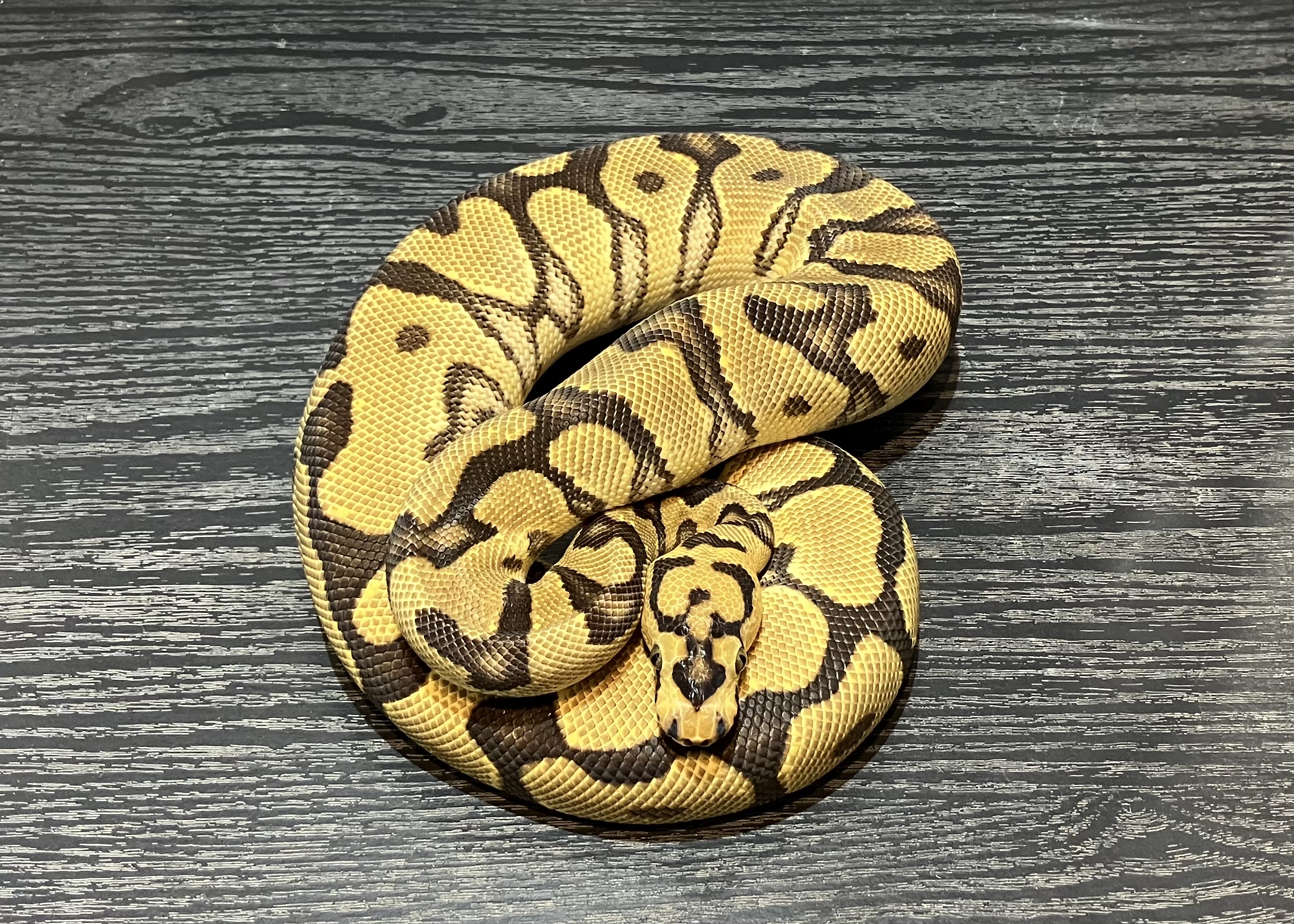エンチスポットノーズクラウンpossファイア