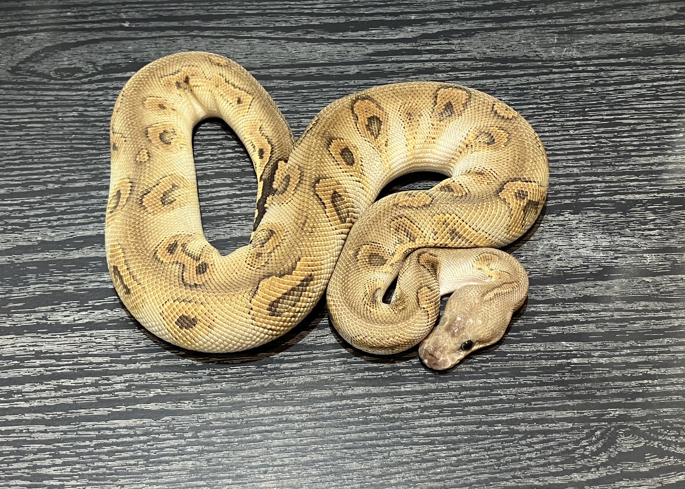 Super Huffman Hypo Clown