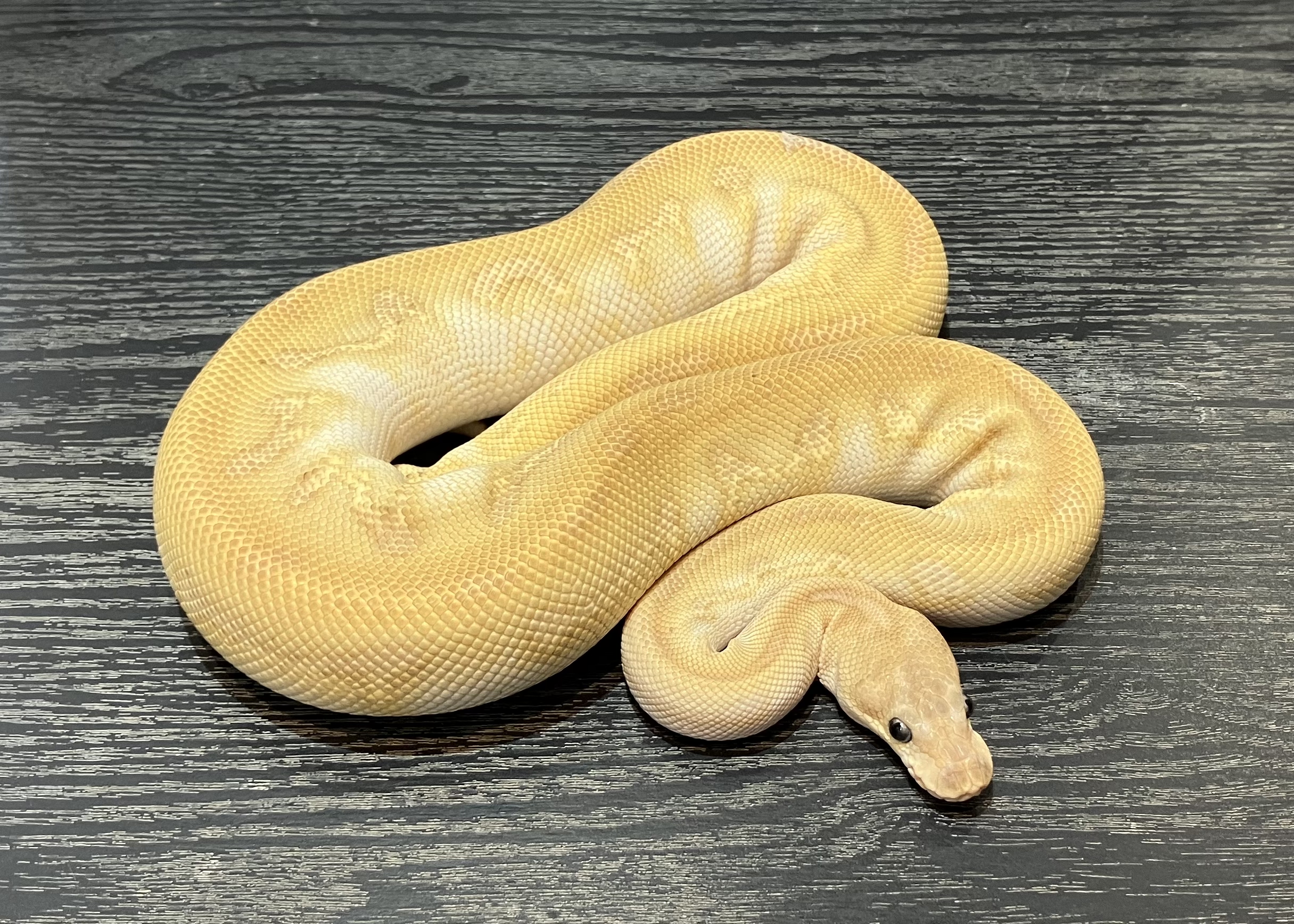 Super Huffman lesser hypo clown