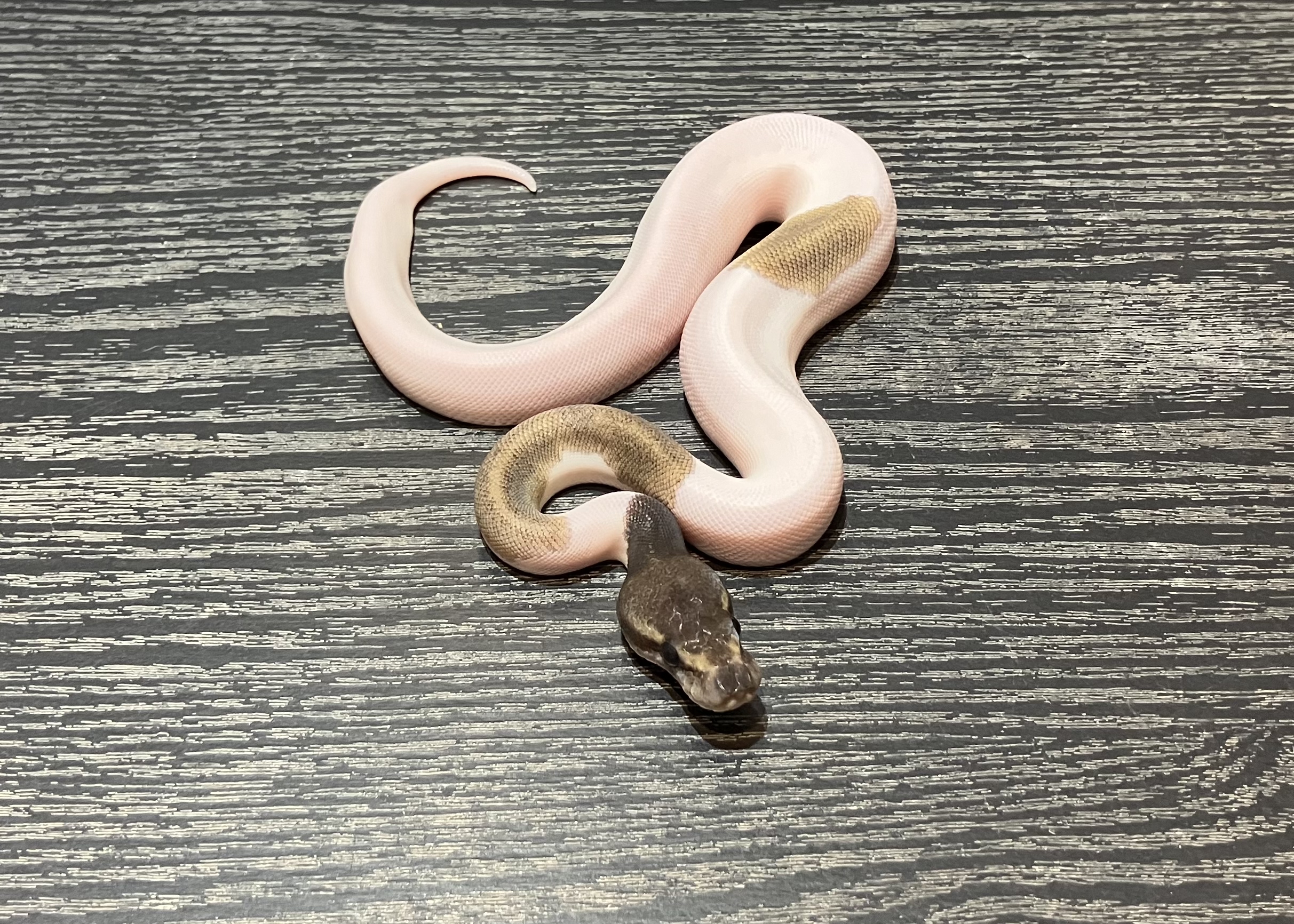マホガニーBPモハベパイ