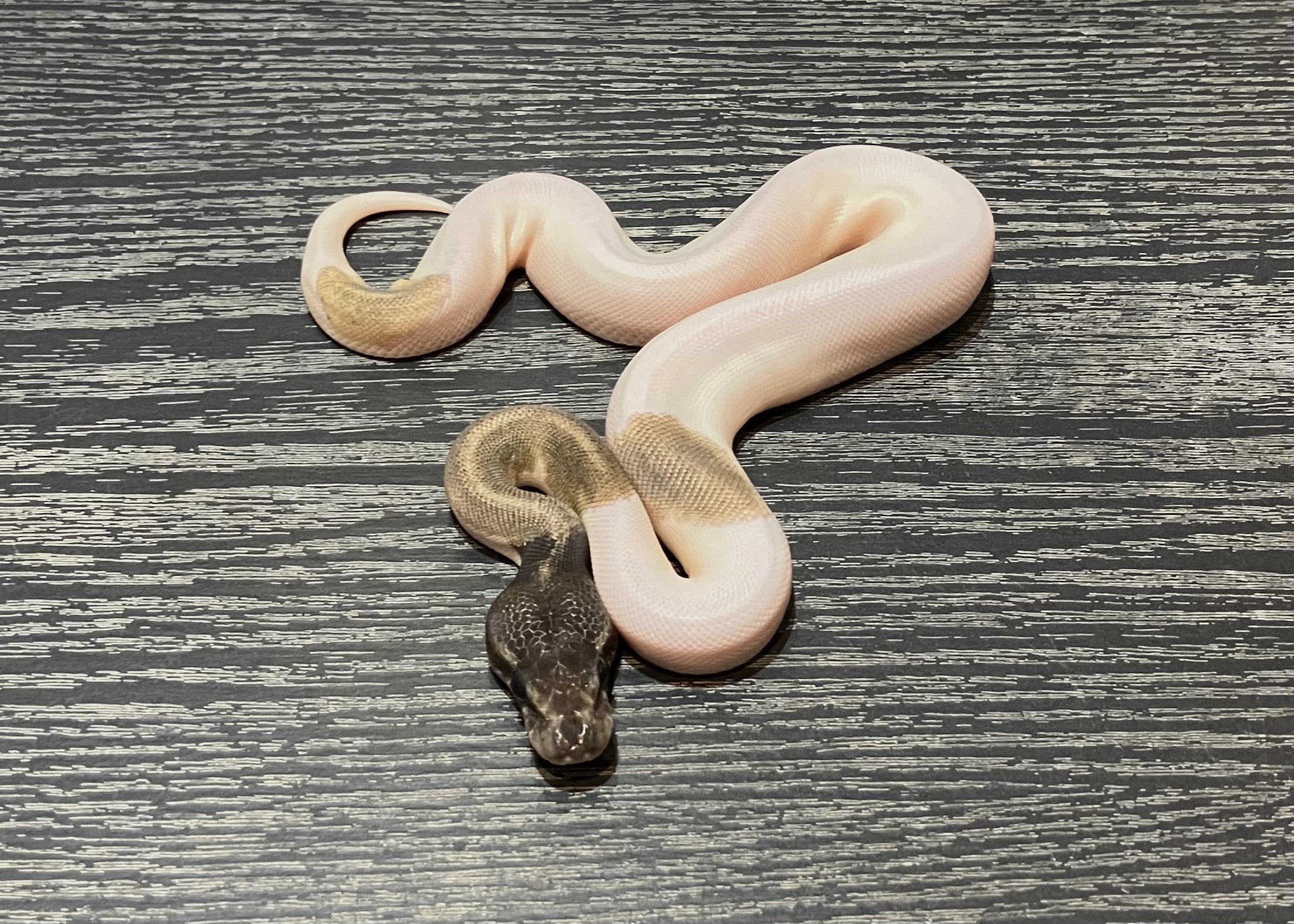マホガニーBPモハベパイ
