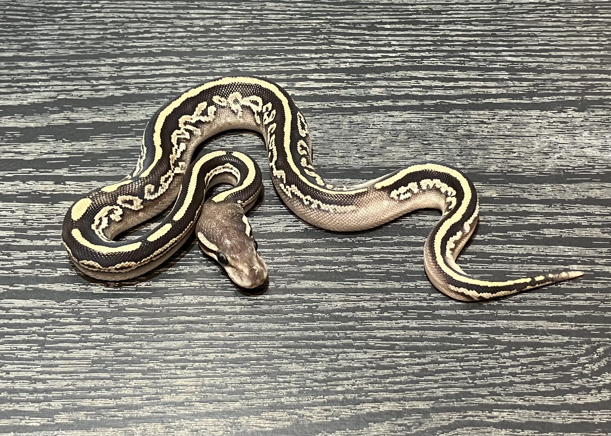 マホガニーBPモハベhetパイ