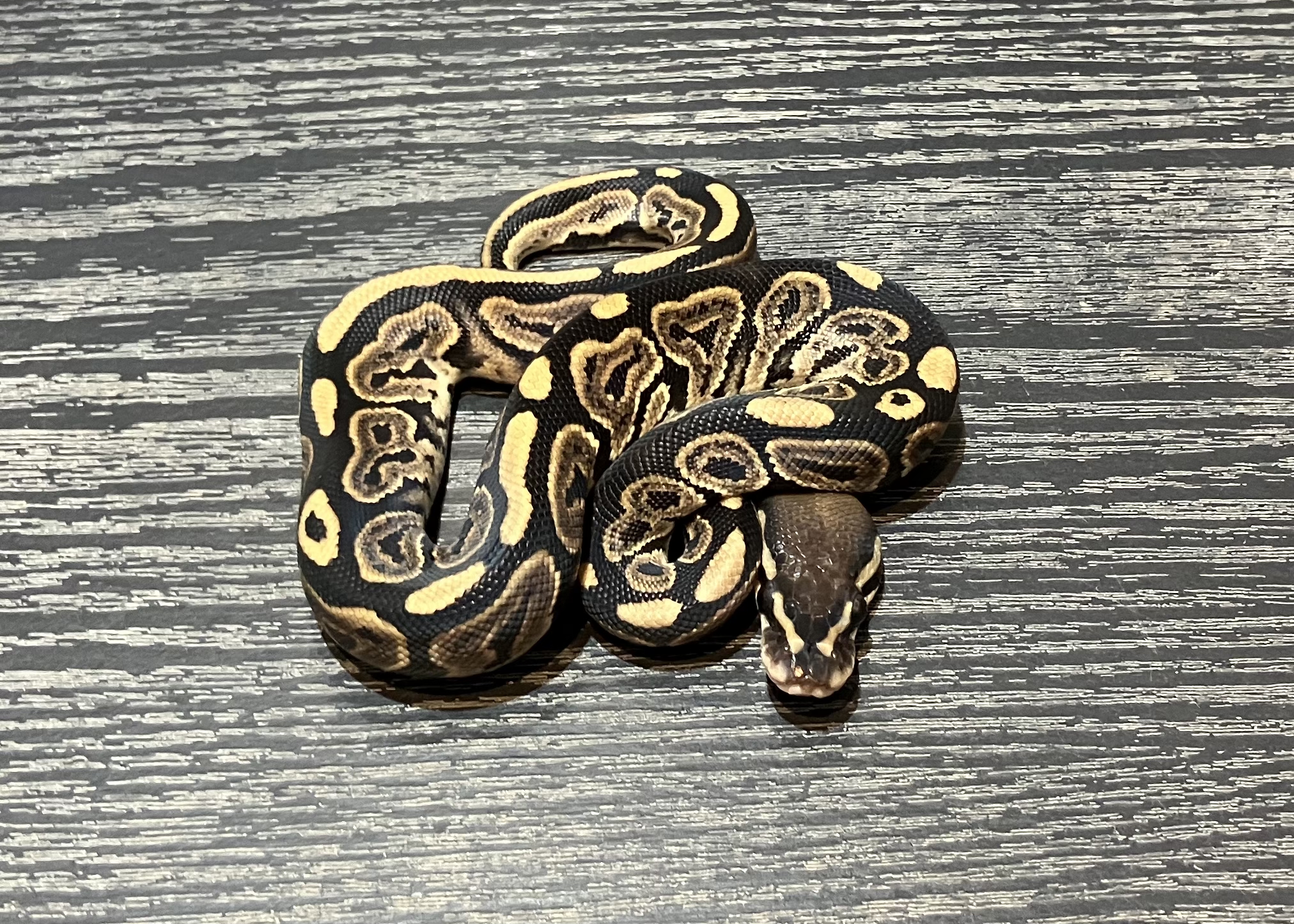 マホガニーhetパイ